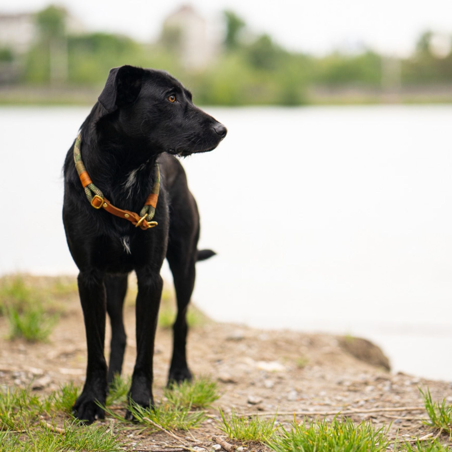 Stelle dein Traumset aus einem Zugstopp-Halsband und einer Wunschleine selbst zusammen. Du kannst ein verstellbares Hundehalsband und eine Leine aus Kletterseil selbst zusammenstellen und dir die Farben aussuchen.