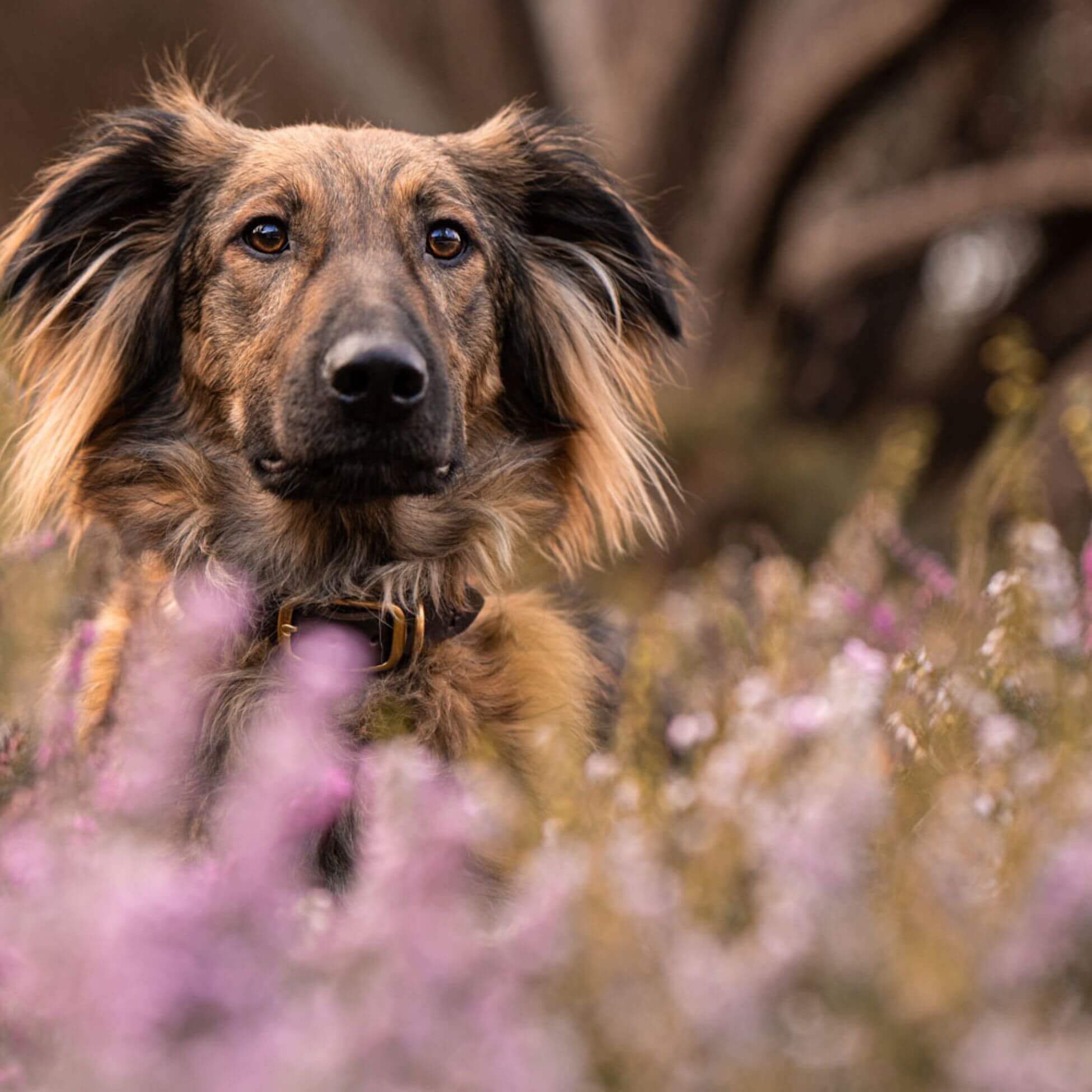 Schmales Lederhalsband in Kastanie