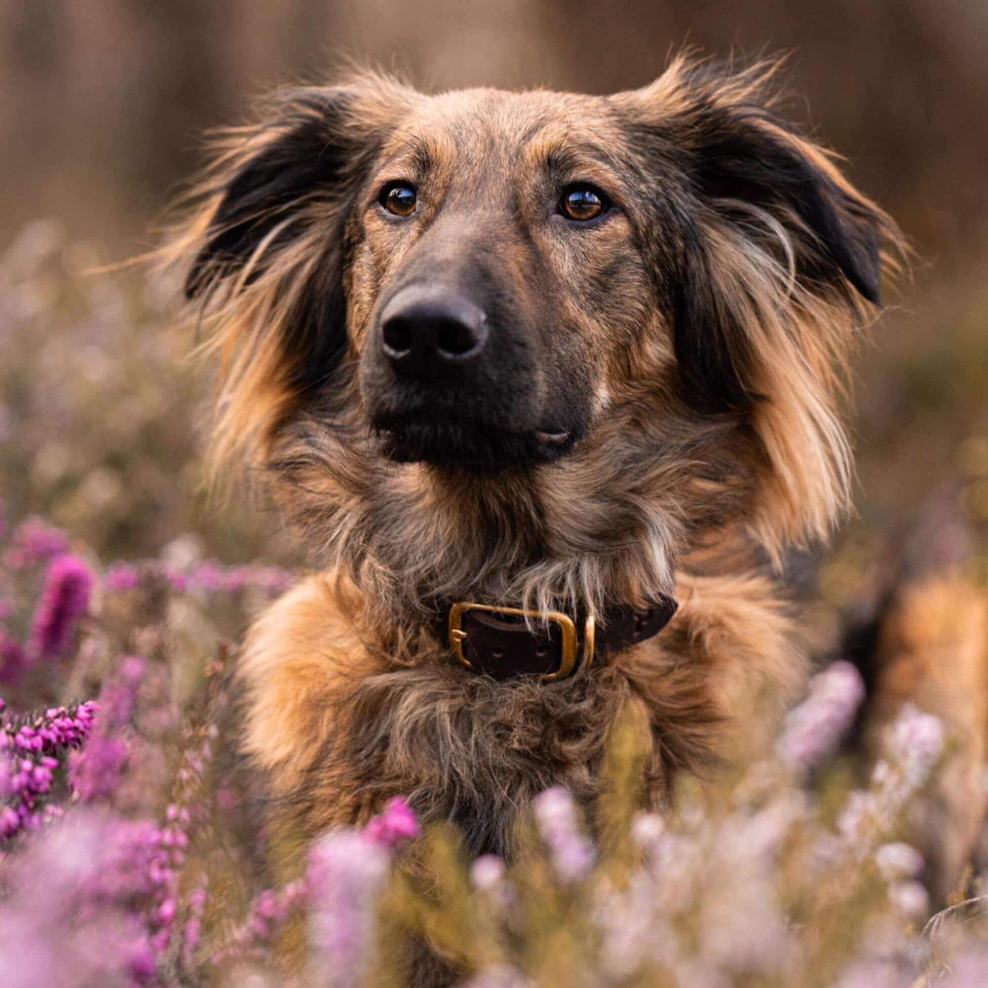 Schmales Lederhalsband in Kastanie