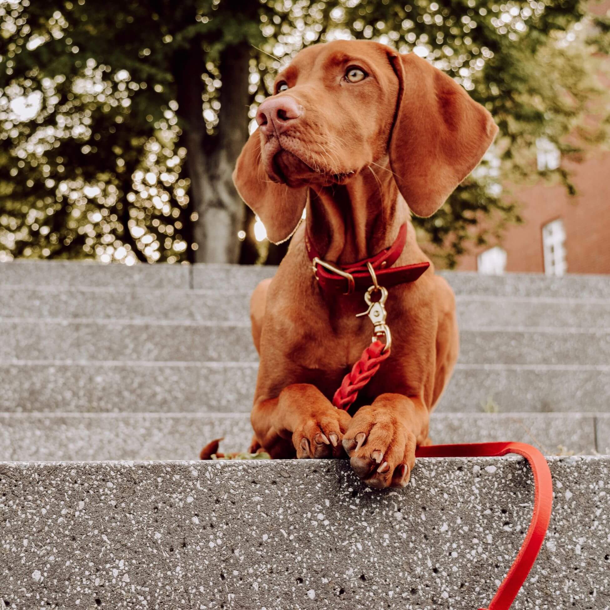 Schmales Lederhalsband in Chili