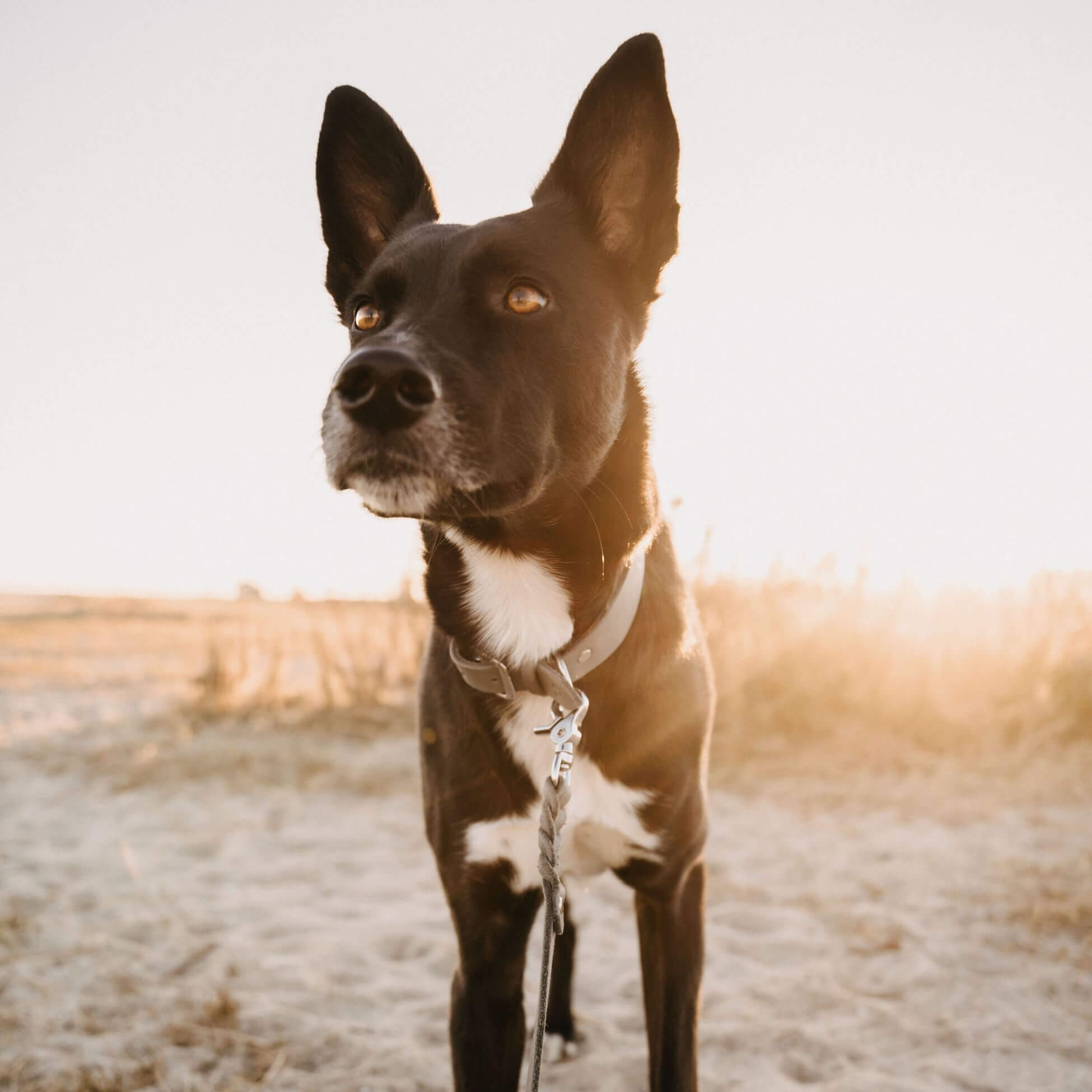 Schmales Lederhalsband in Steingrau