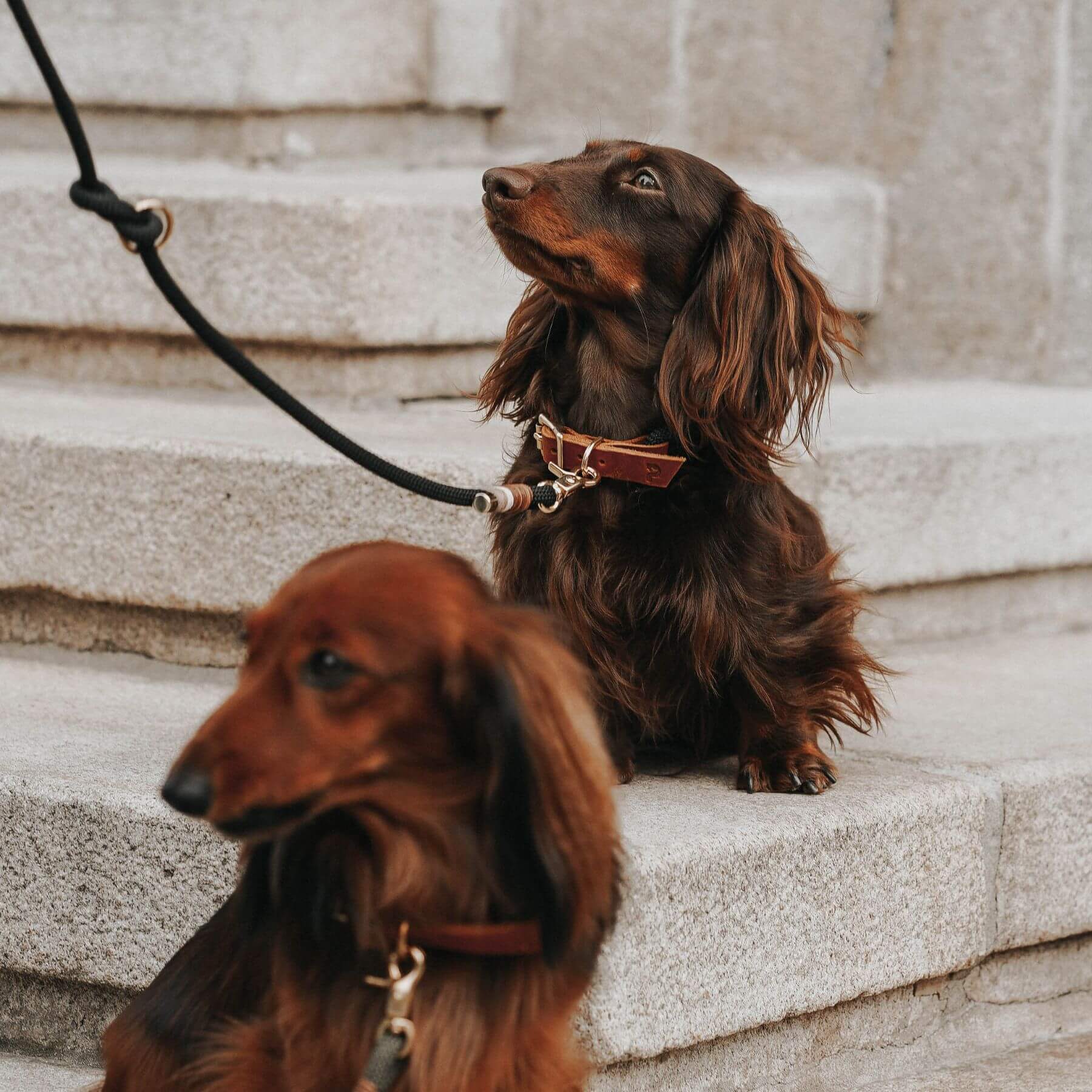 Tauhalsband 'Berlin'