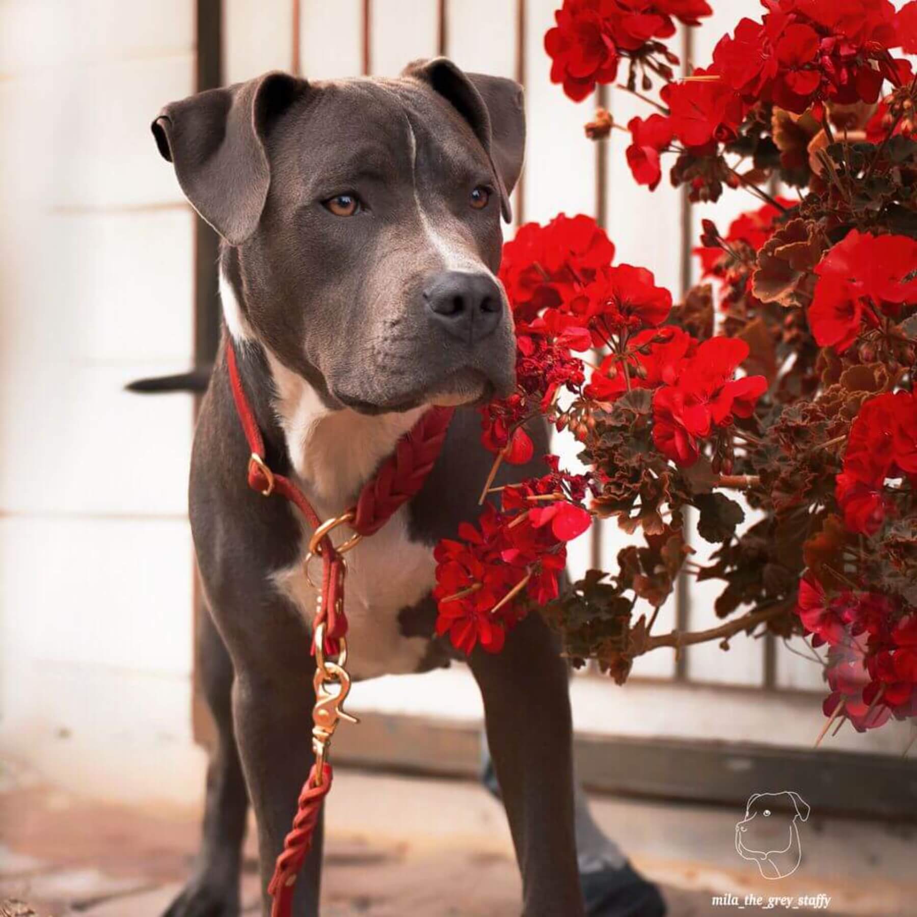 Zugstopp-Halsband aus Fettleder 'Chili'