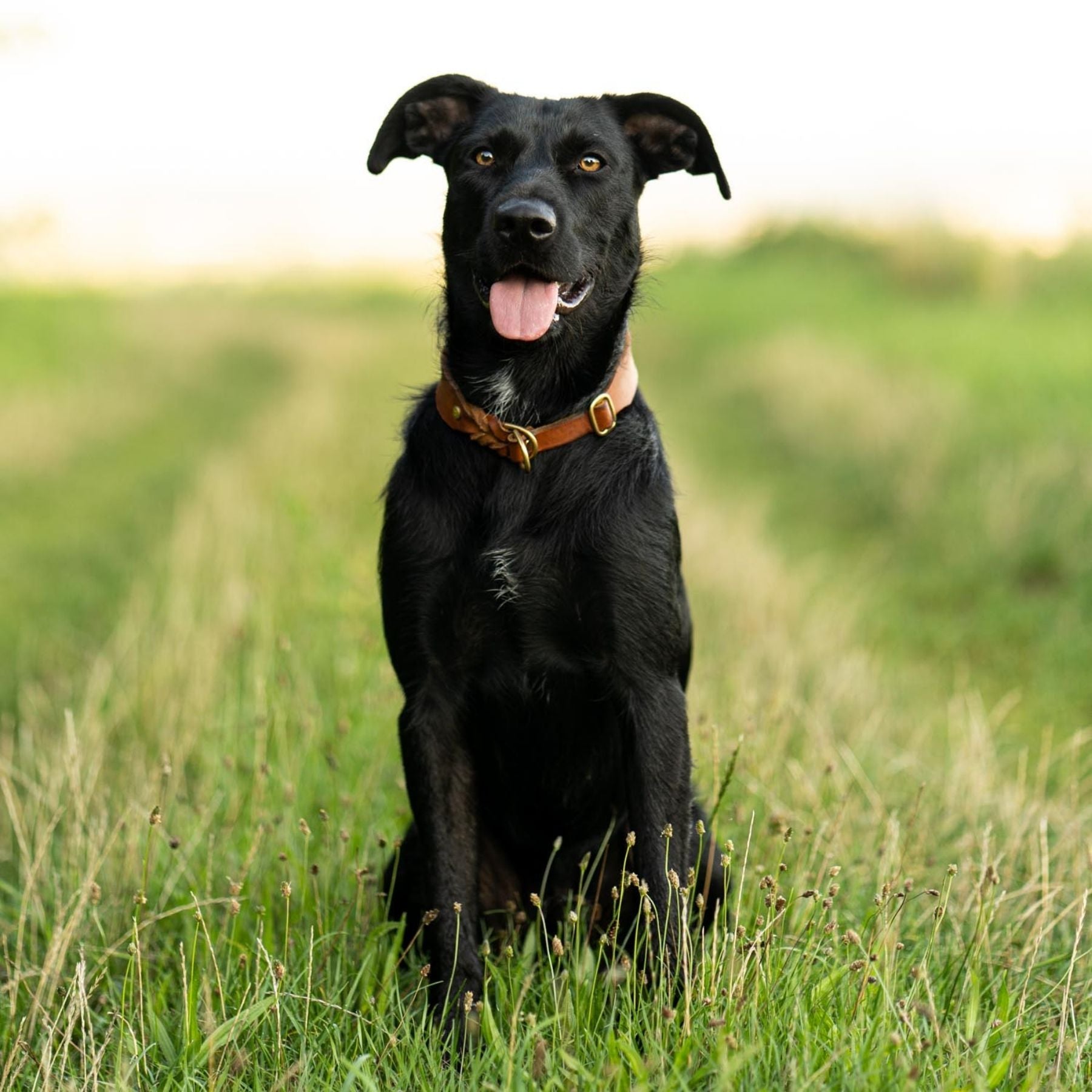 Unser Zugstopp-Halsband in 3 cm Breite kommt völlig ohne Schnickschnack aus, gerade seine Einfachheit macht es so edel und es ist gerade deshalb der ein Hingucker. Zudem ist das Halsband durch das verwendete Fettleder super pflegeleicht und bleibt lange ein treuer Begleiter im Alltag mit Hund. Unsere Zugstopp-Halsbänder sind verstellbar, wachsen also auch ein wenig mit. Wir fertigen sie individuell auf den Halsumfang deines Hundes.