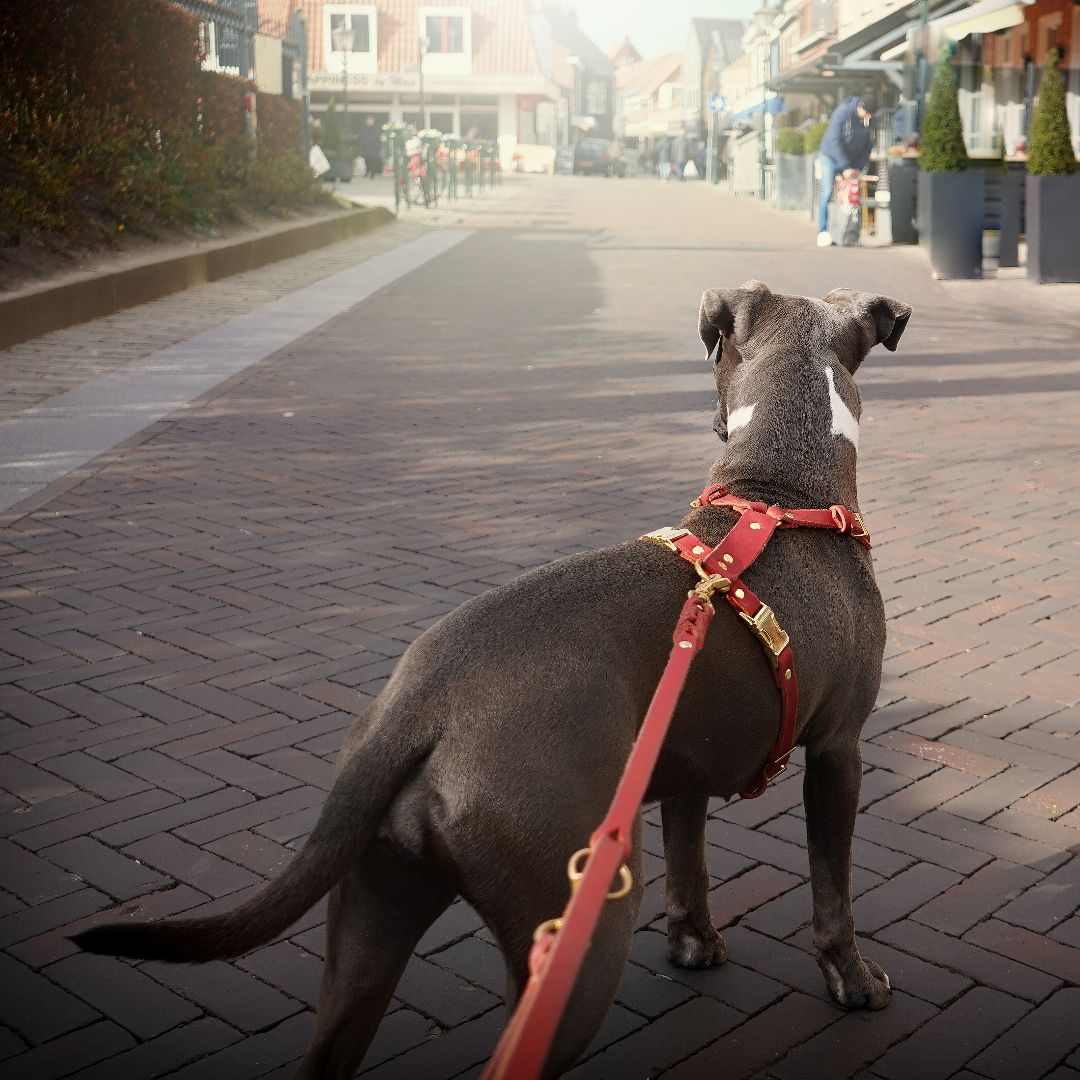 Hundegeschirr 'Bjarki' in Chili