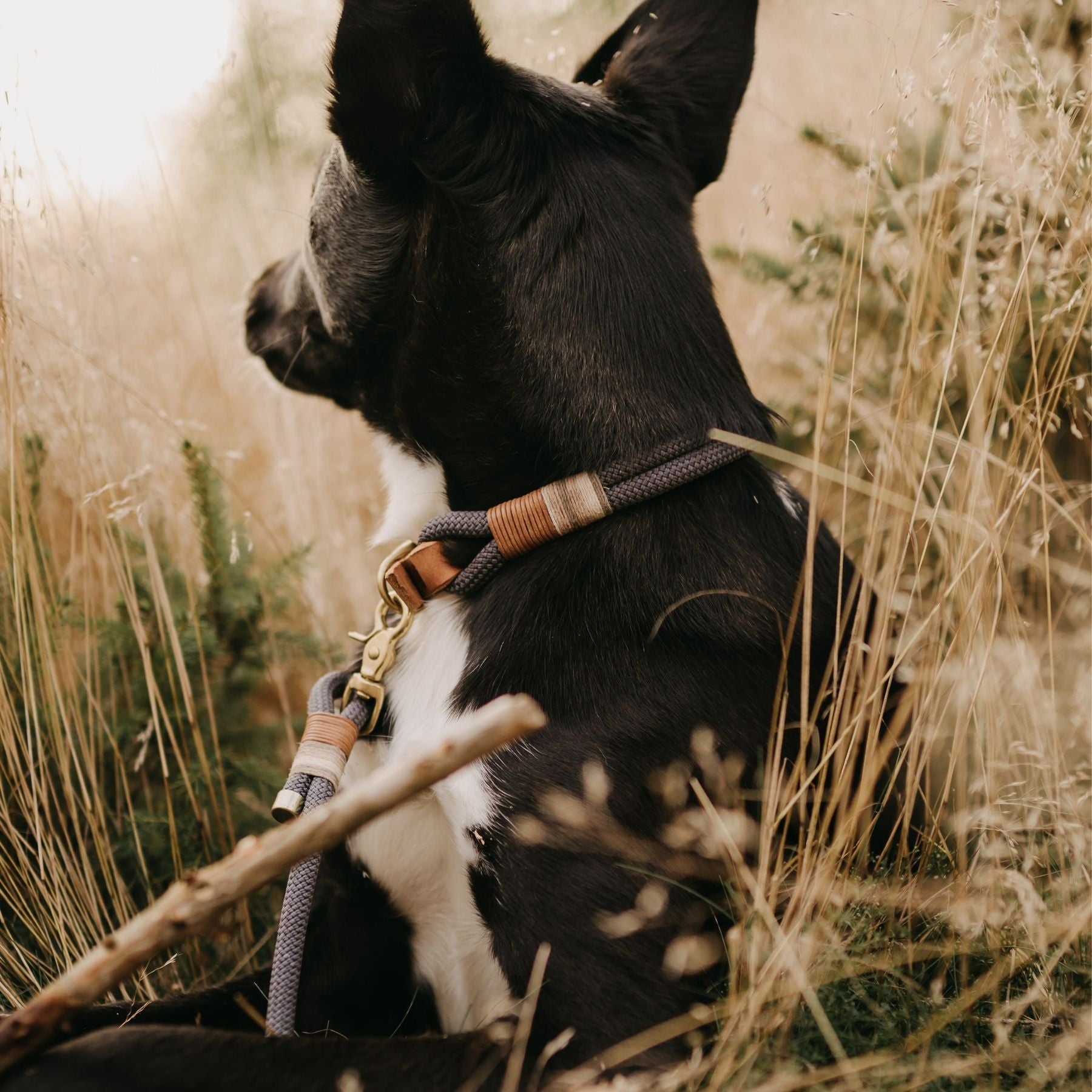 Tauhalsband 'Vienna'