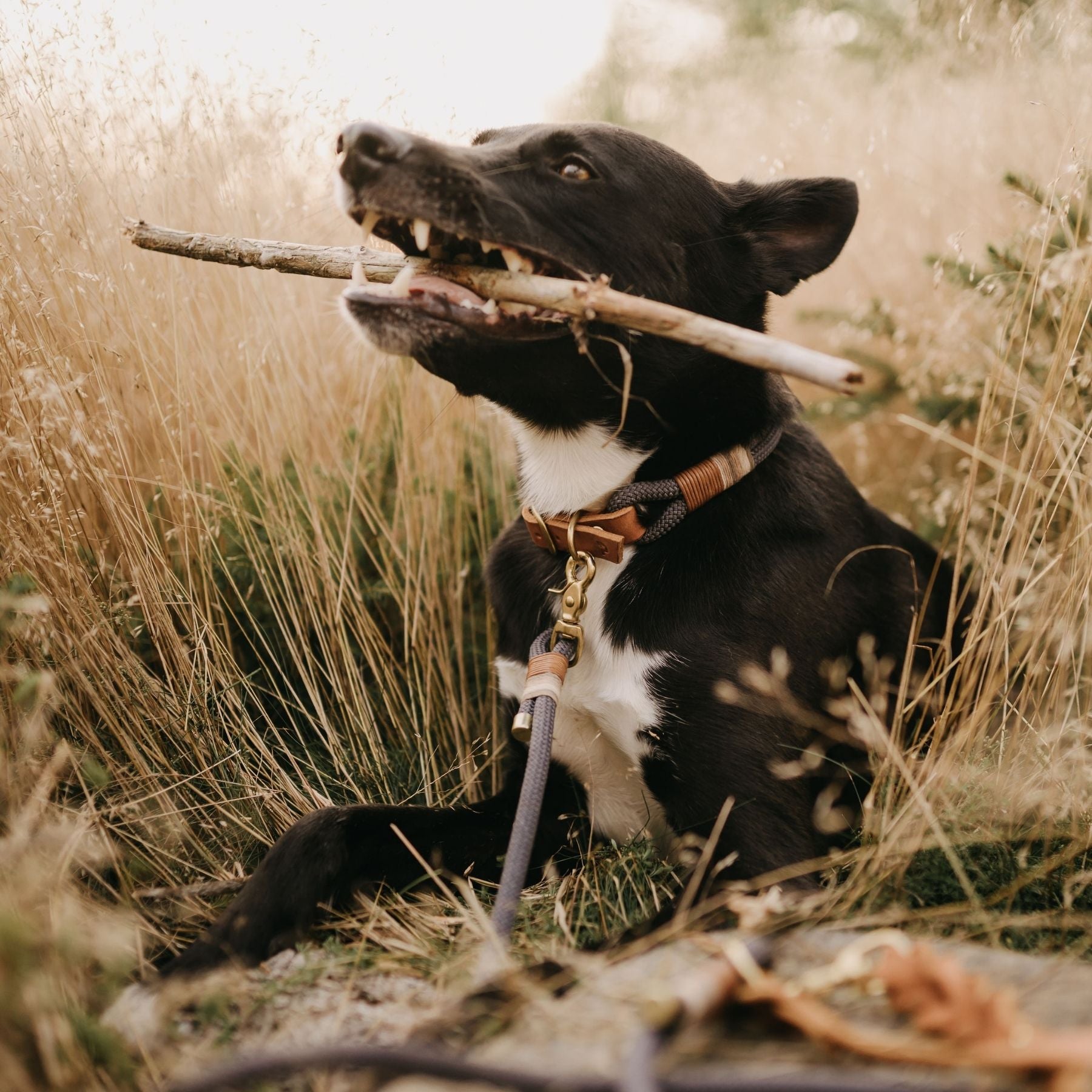 Tauhalsband 'Vienna'