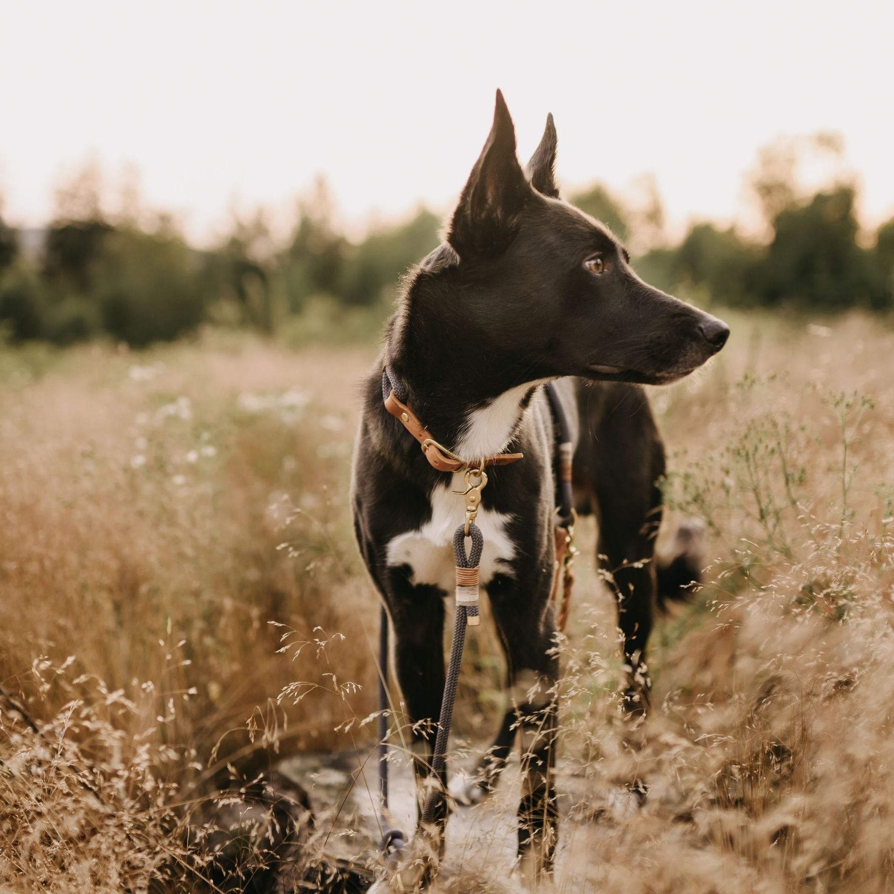 Tauhalsband 'Vienna'