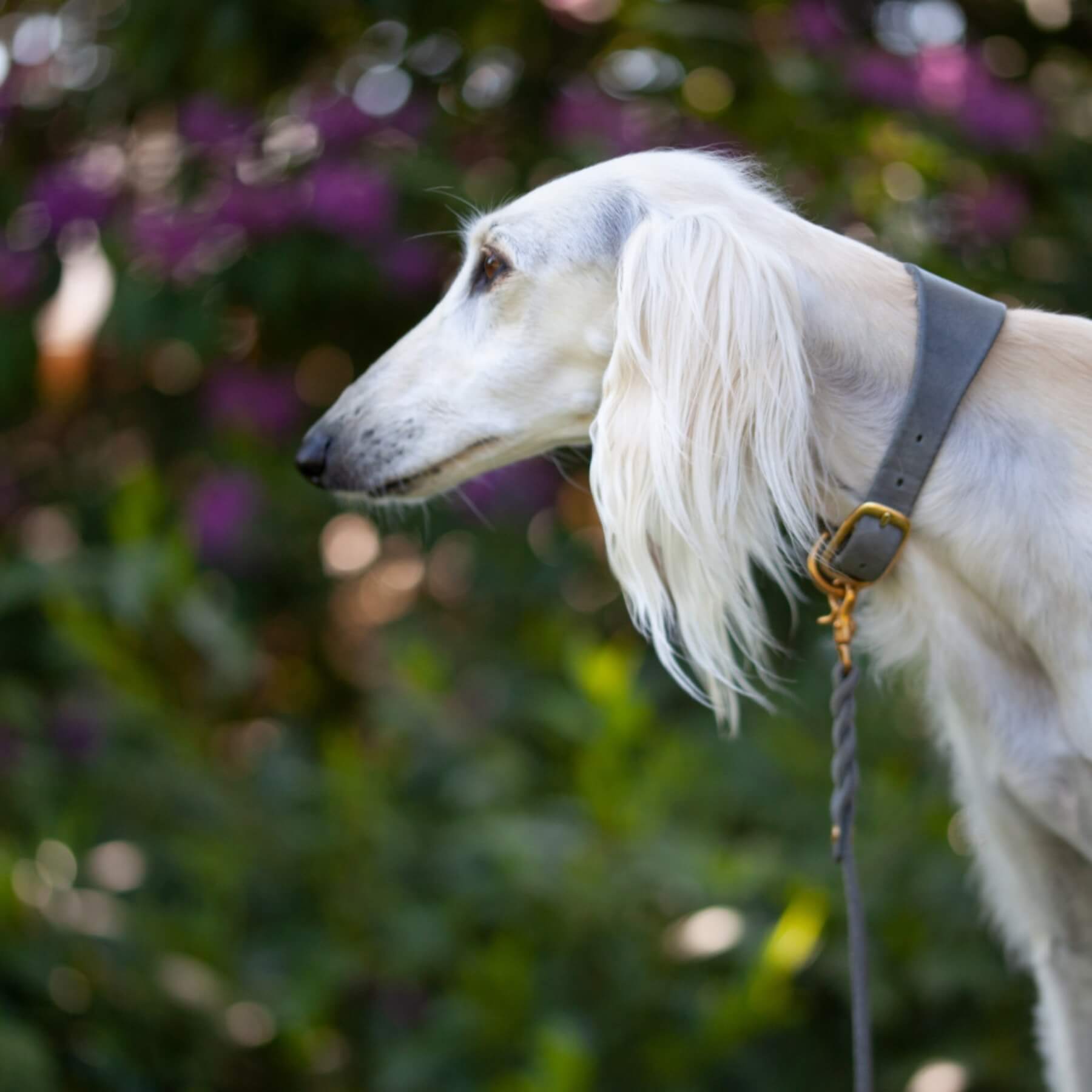 Dieses 5cm breite Hundehalsband ist perfekt geeignet für Windhunde. Durch die breite Auflagefläche schützt es den sensiblen Hals von Windhunden. Die PAWSOME Hundezubehör Produkte werden in Wien handgefertigt und sind aus robustem Fettleder. Dadurch sind die Halsbänder langlebig und hochwertig.