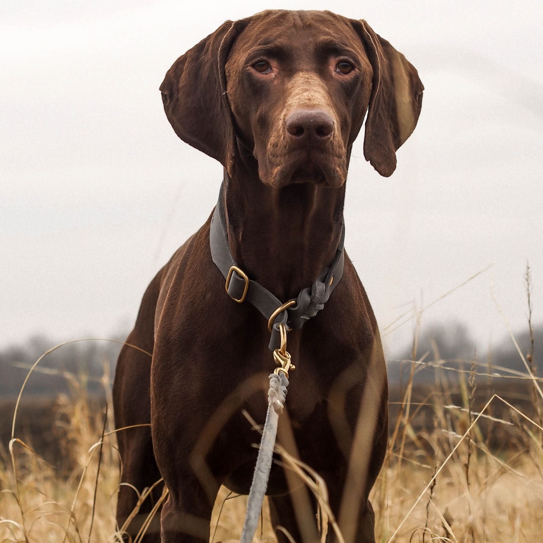 Zugstopp-Halsband aus Fettleder 'Steingrau'