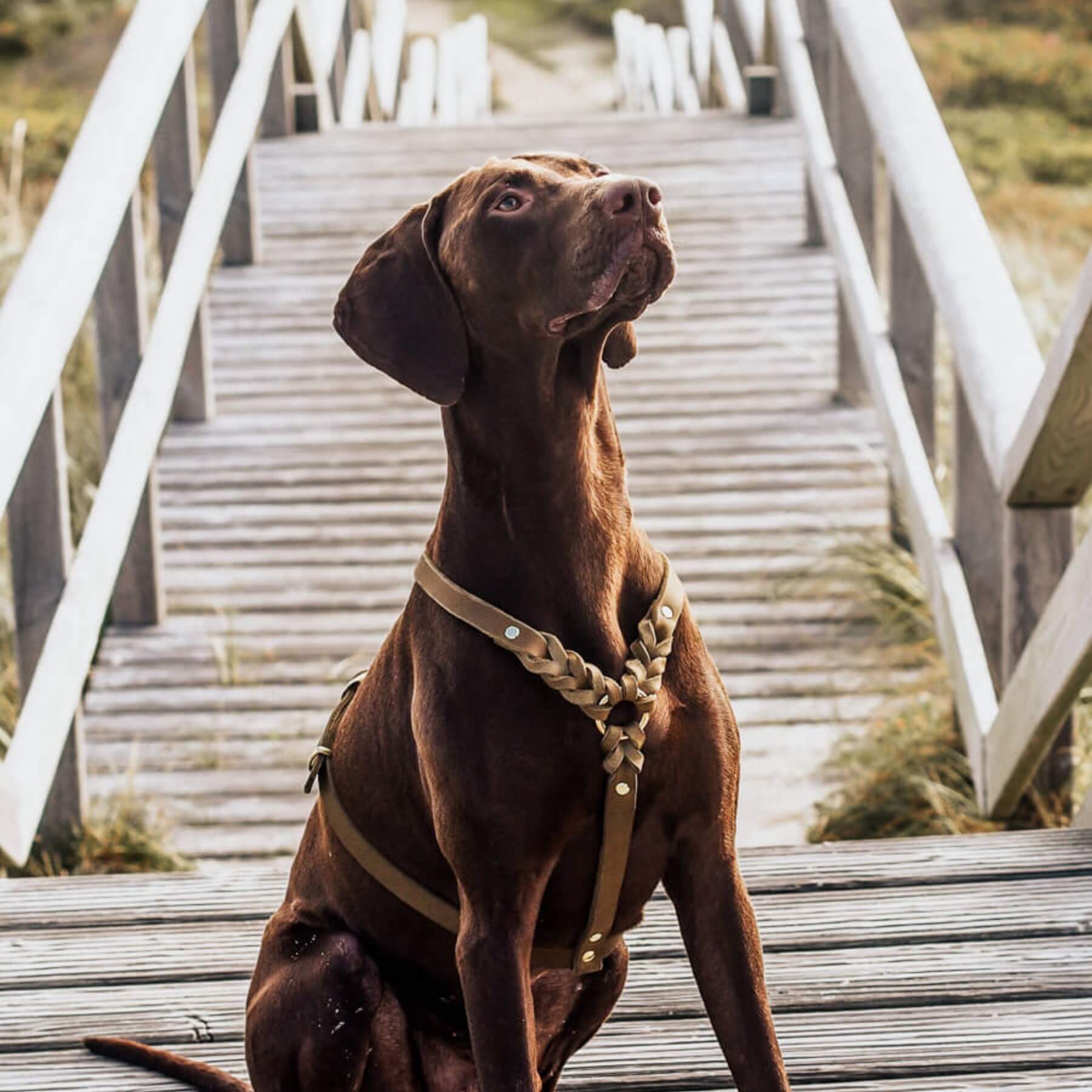 Unser maßgefertigtes Geschirr aus Fettleder wird speziell für deinen Hund angefertigt. Die verschiedenen Lederfarben und Beschläge kannst du frei wählen. So wird dein Geschirr ein Unikat. Alle PAWSOME Produkte werden in sorgfältiger Handarbeit in Wien hergestellt. Wir sind besonders bemüht unsere Produkte nachhaltig herzustellen.