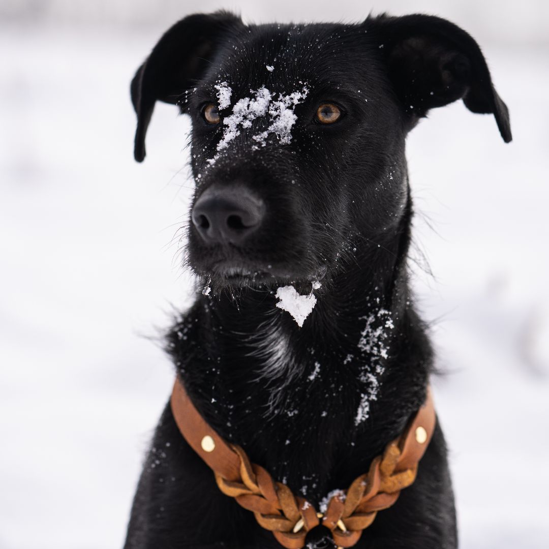 Hundegeschirr 'Bjarki' in Cognac