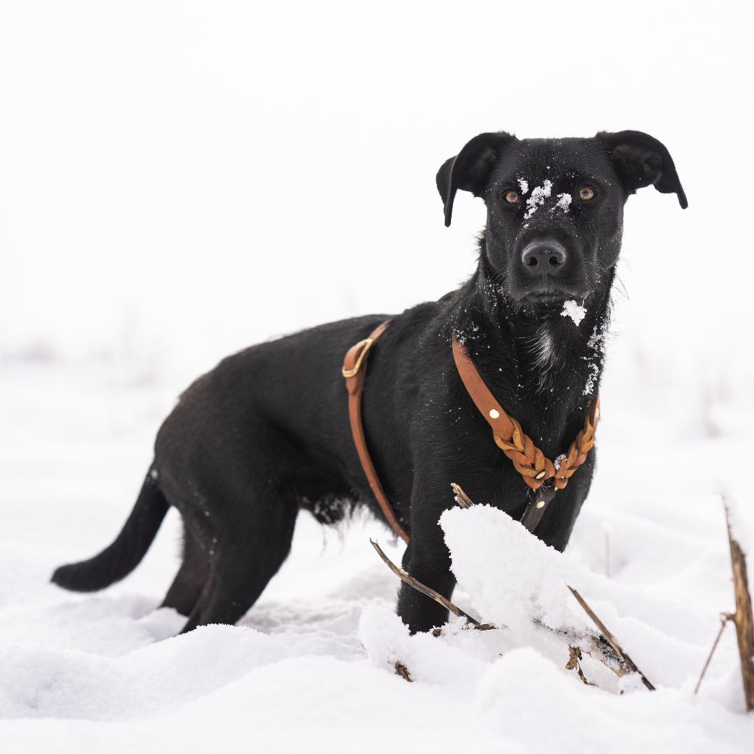 Hundegeschirr 'Bjarki' in Cognac