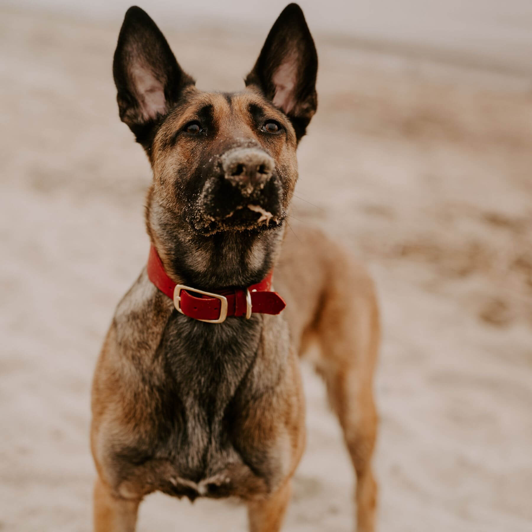 Personalisierbares Lederhalsband mit Name | Chili