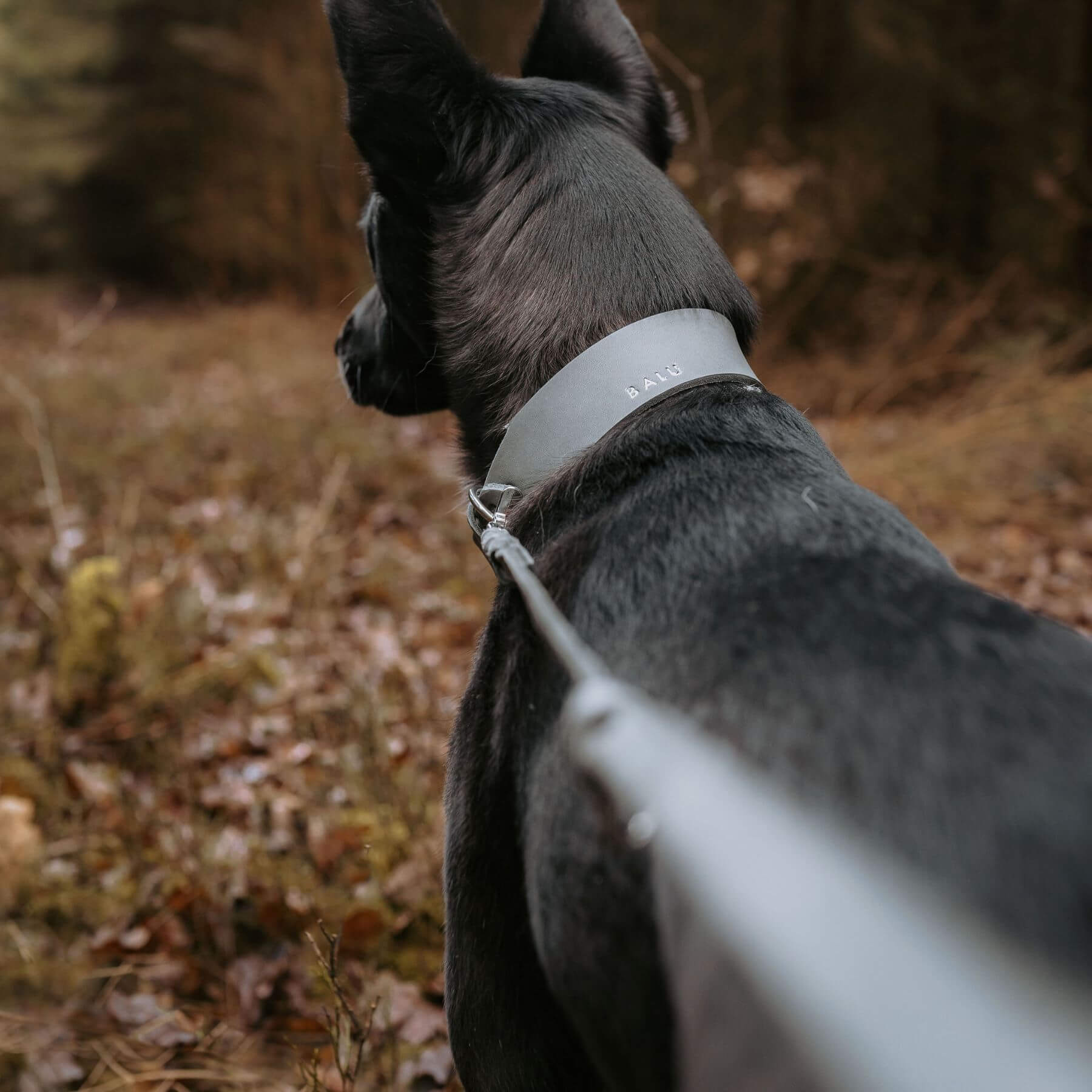 Personalisierbares Lederhalsband mit Name | Steingrau