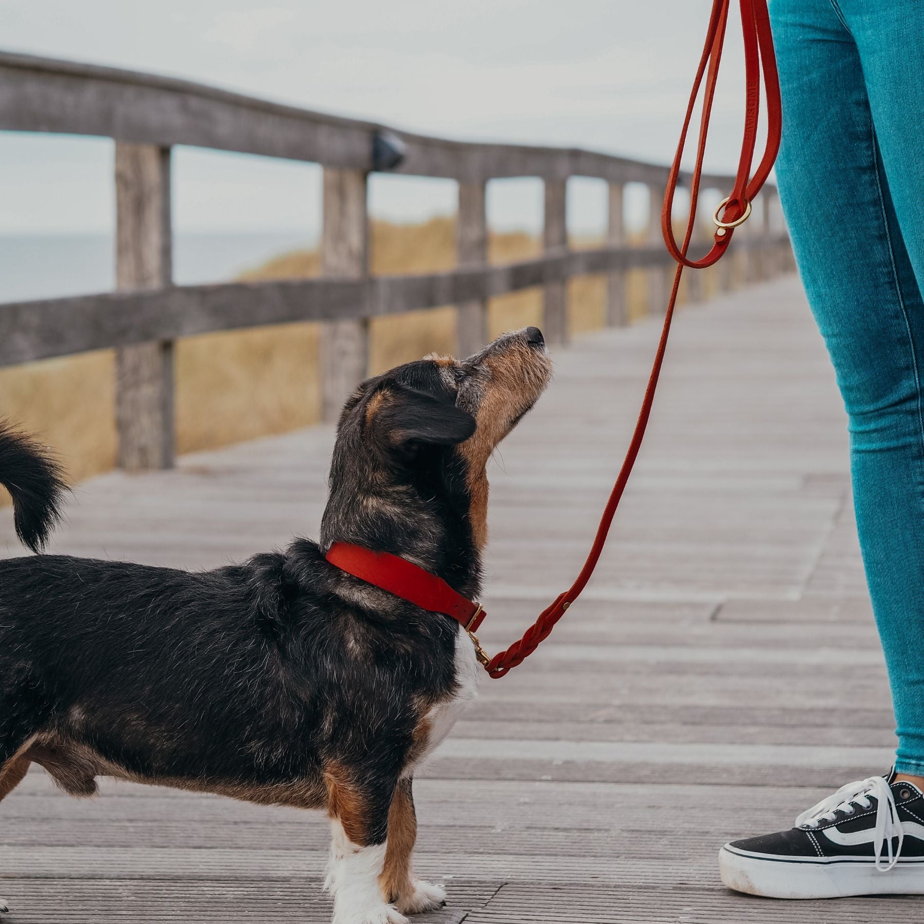 Lederleine 'Bjarki' in Chili
