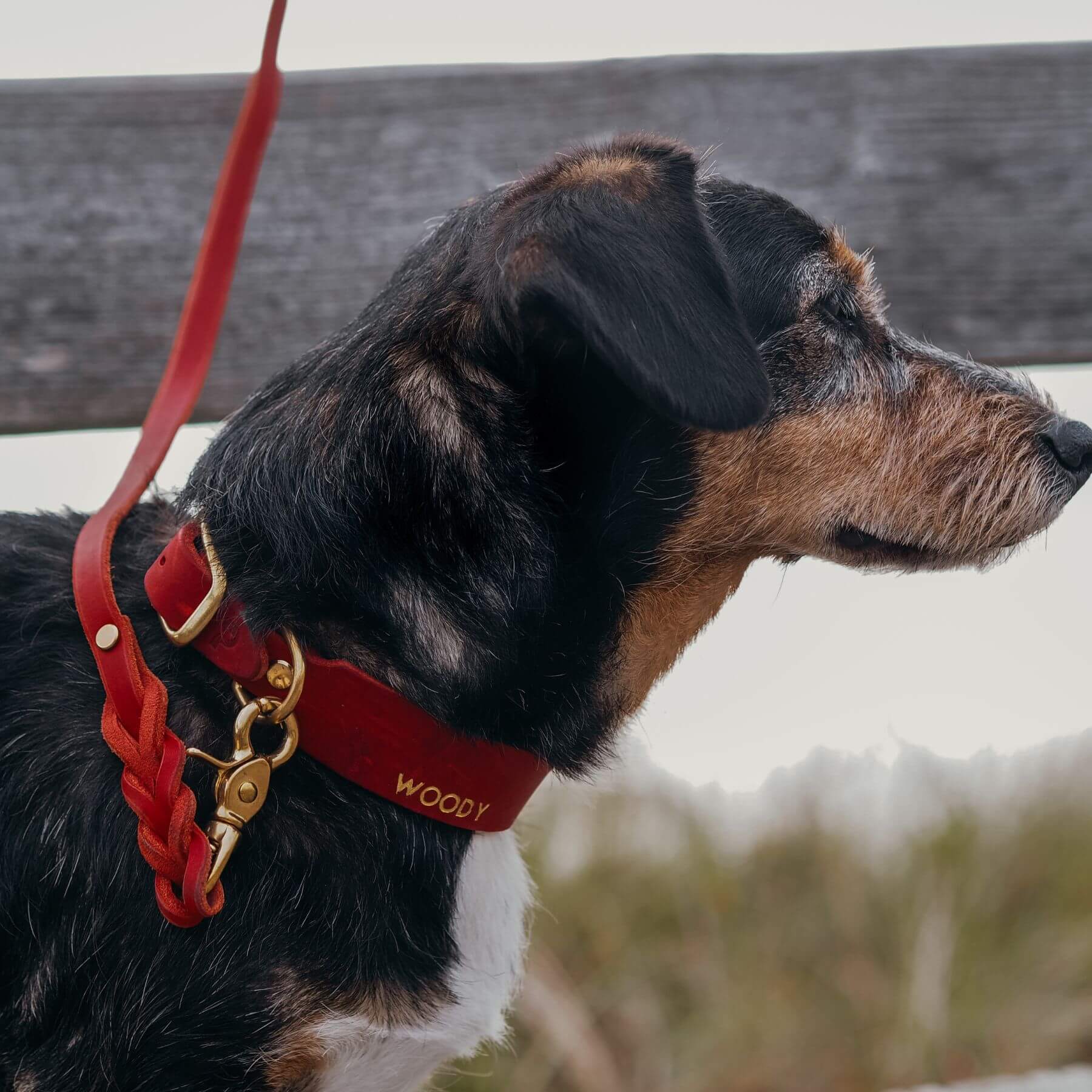 Lederleine 'Bjarki' in Chili