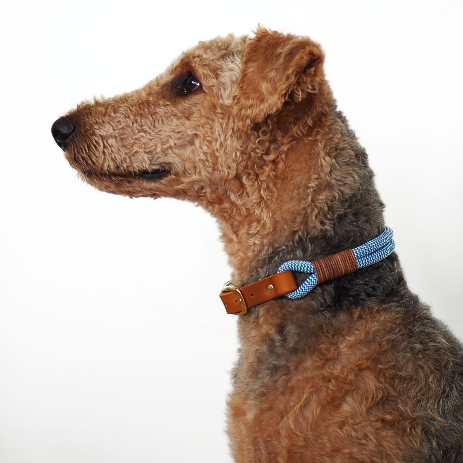 Tauhalsband 'Pazifik'