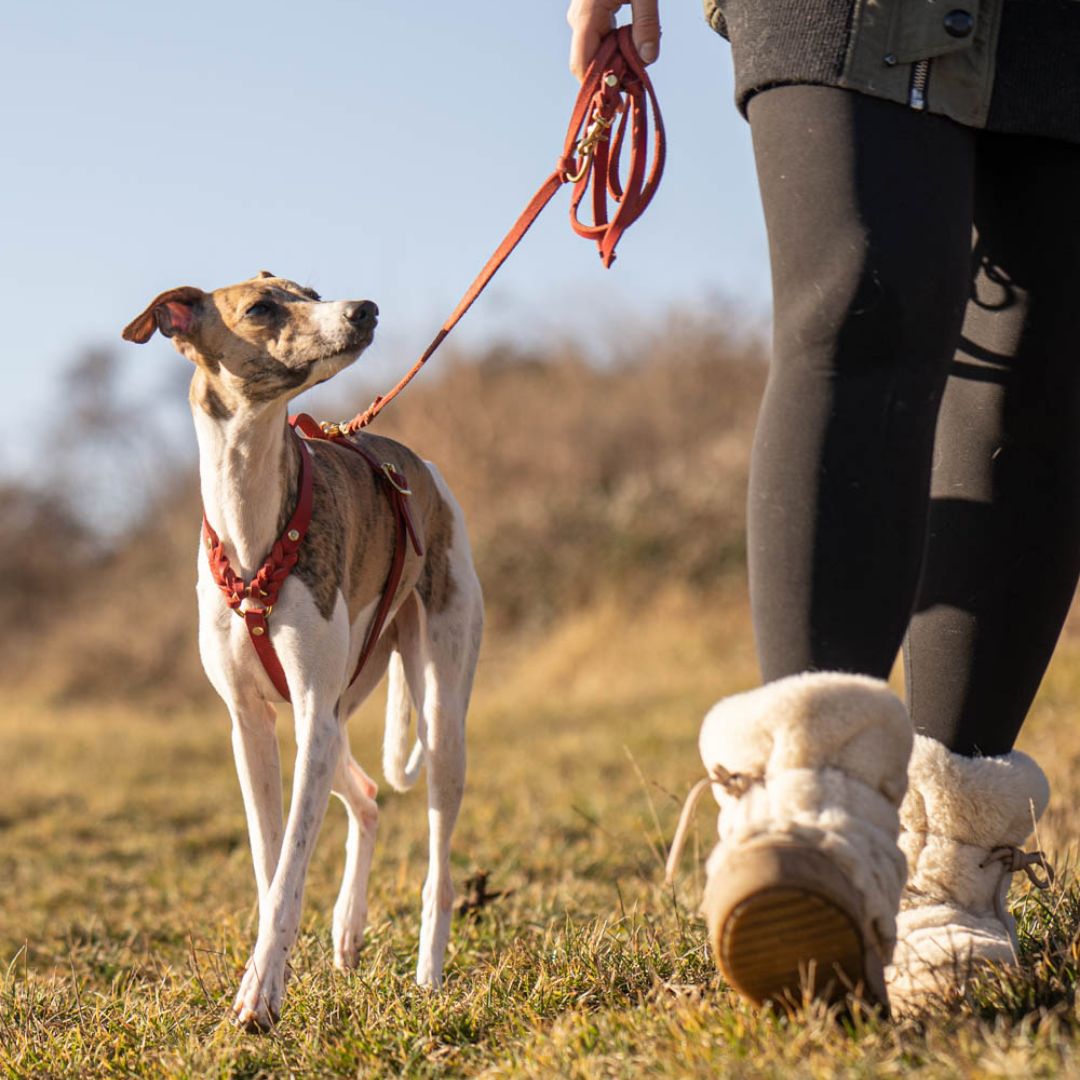 Hundegeschirr 'Bjarki' in Chili