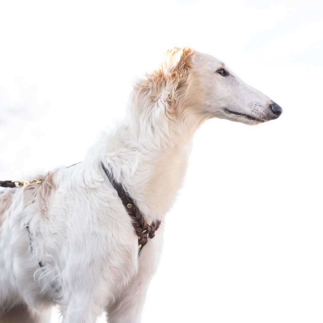 Hundegeschirr 'Bjarki' in Kastanie