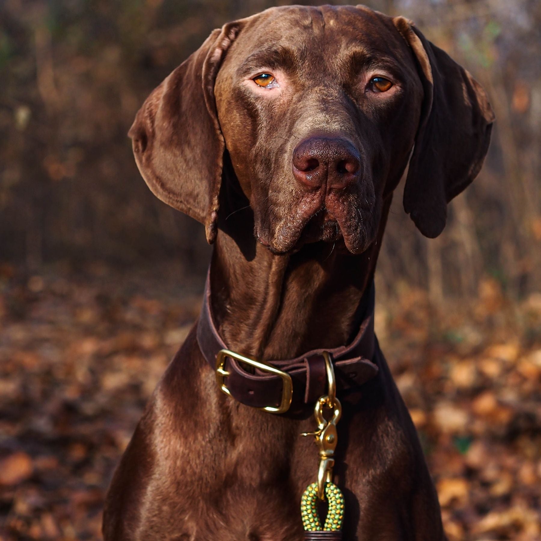 Personalisierbares Lederhalsband mit Name | Kastanie