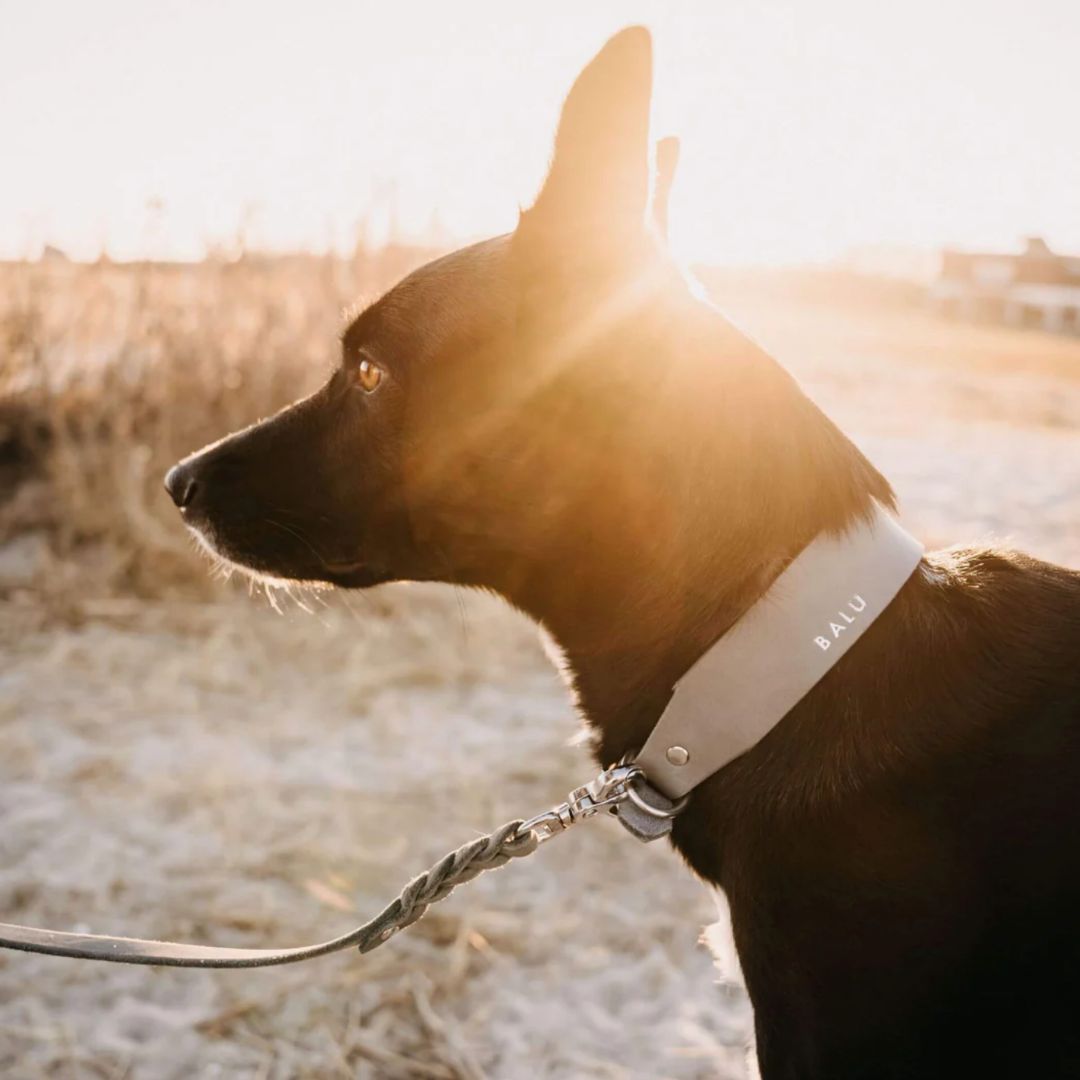 Set | Lederhalsband & Leine in Steingrau