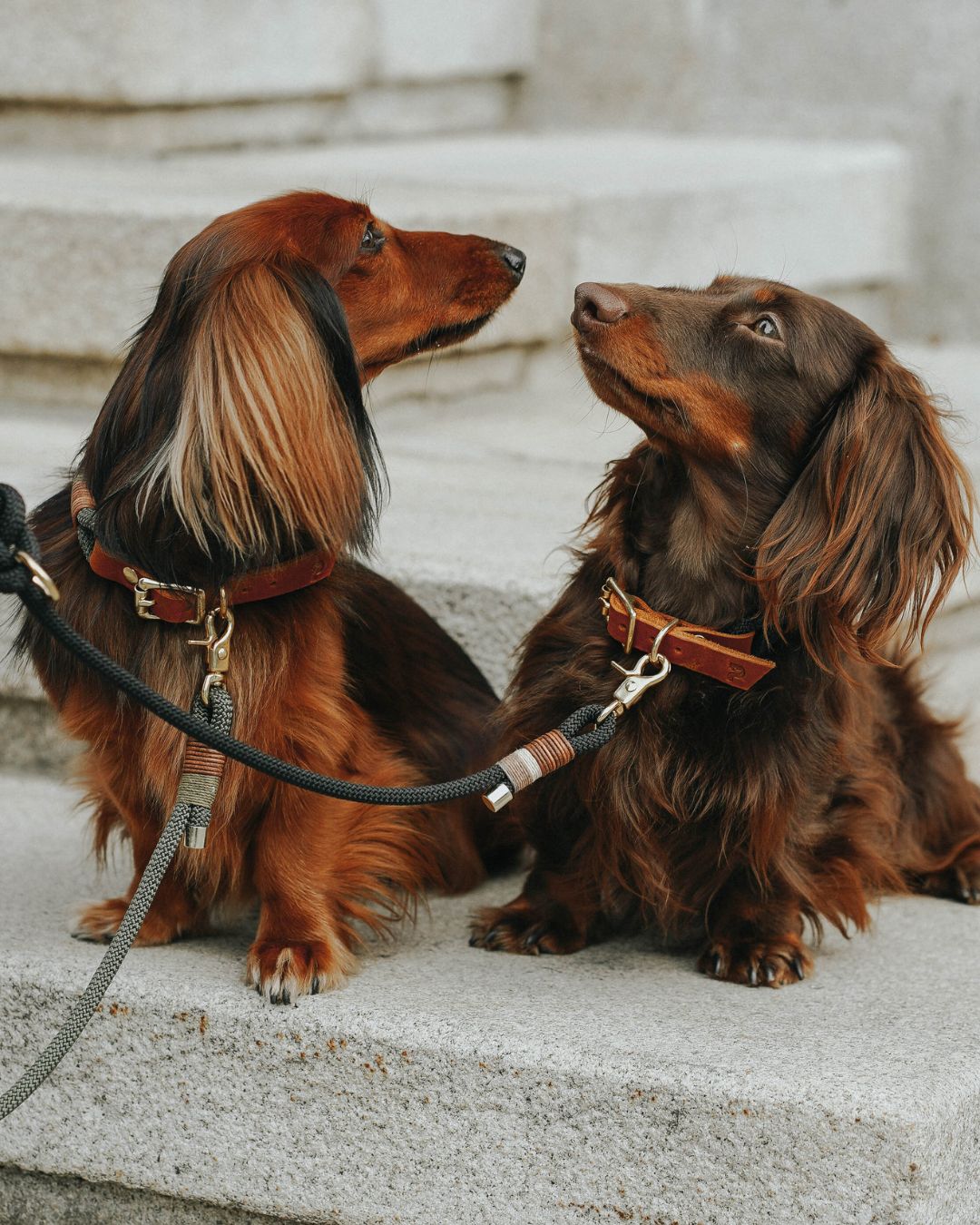 Tauhalsband 'Berlin'