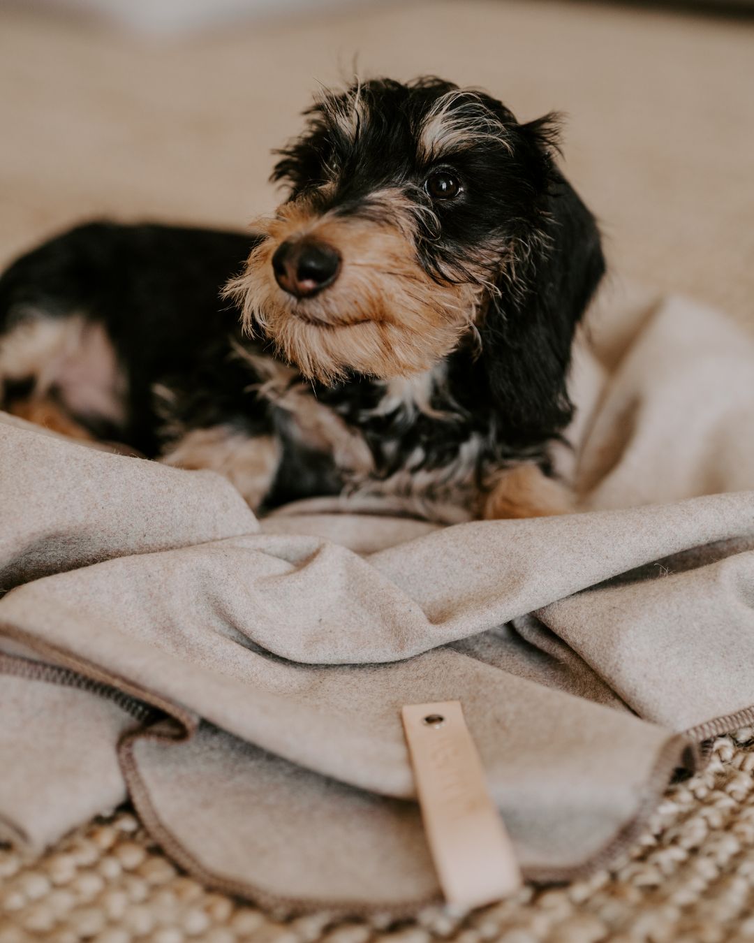 Hundedecke aus Wolle