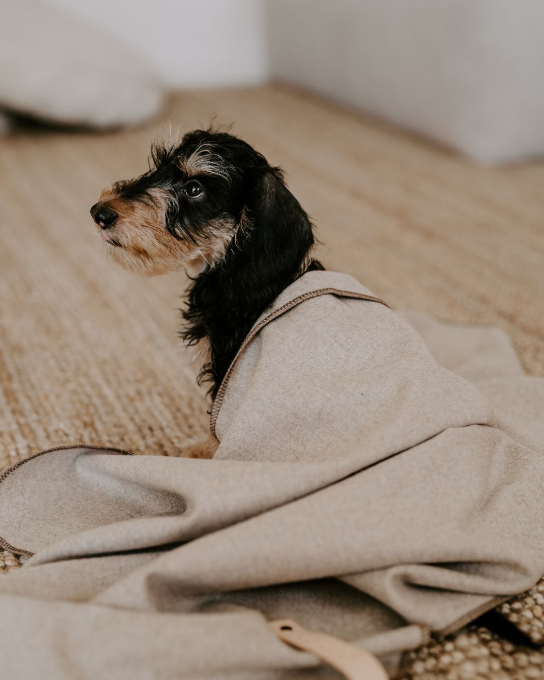 Hundedecke aus Wolle