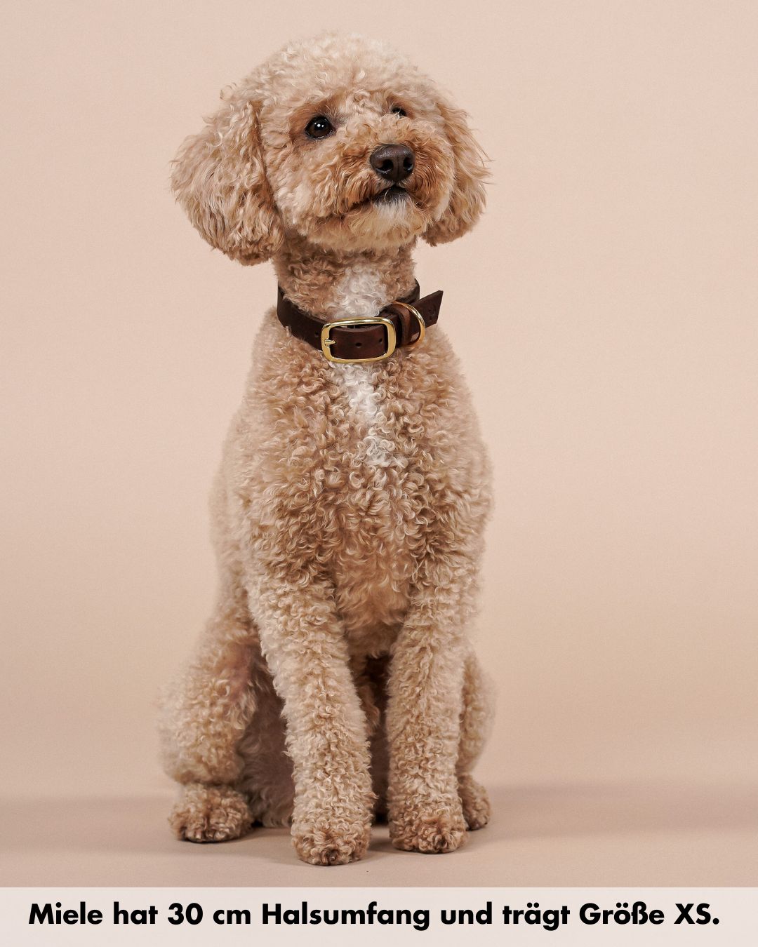 Schmales Lederhalsband in Kastanie