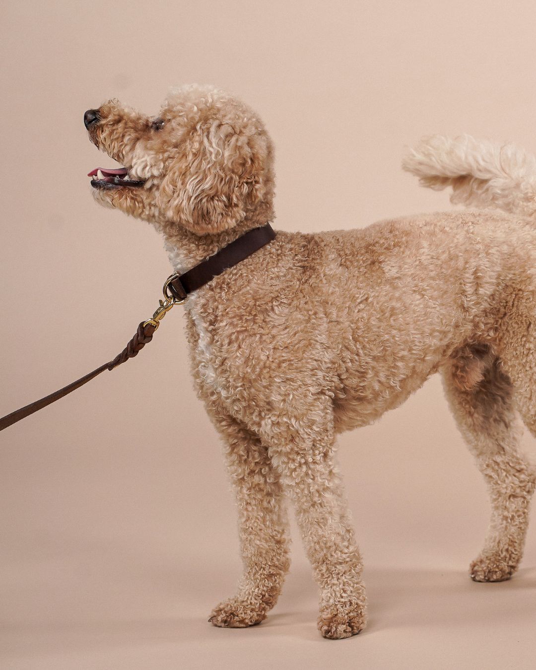 Schmales Lederhalsband in Kastanie