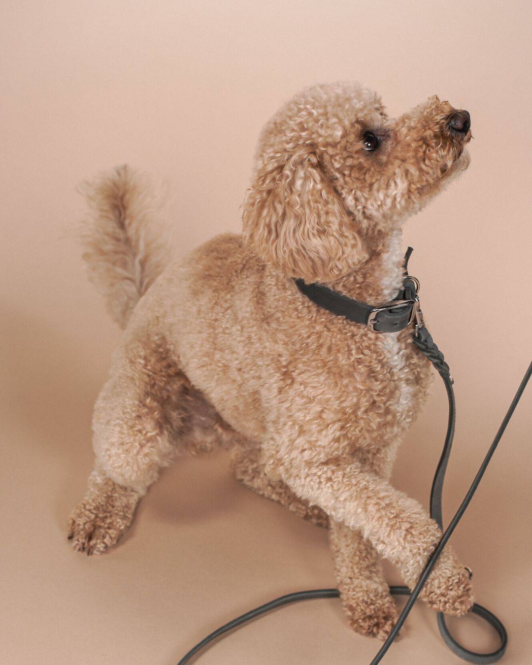 Schmales Lederhalsband in Steingrau