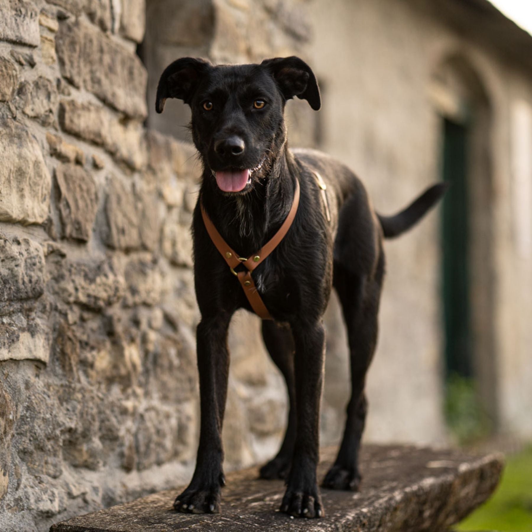 Unser Geschirr aus Biothane ist vegan, robust und in vielen verschiedenen Farben erhältlich. Alle PAWSOME Produkte werden in sorgfältiger Handarbeit in Wien hergestellt. Wir sind besonders bemüht unsere Produkte nachhaltig herzustellen.