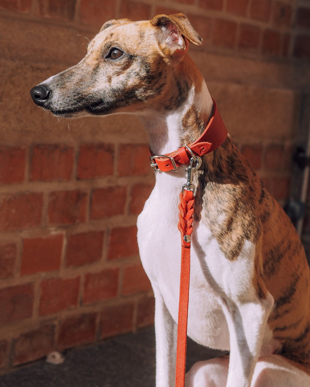 Windhundhalsband aus Fettleder (5 cm breit)