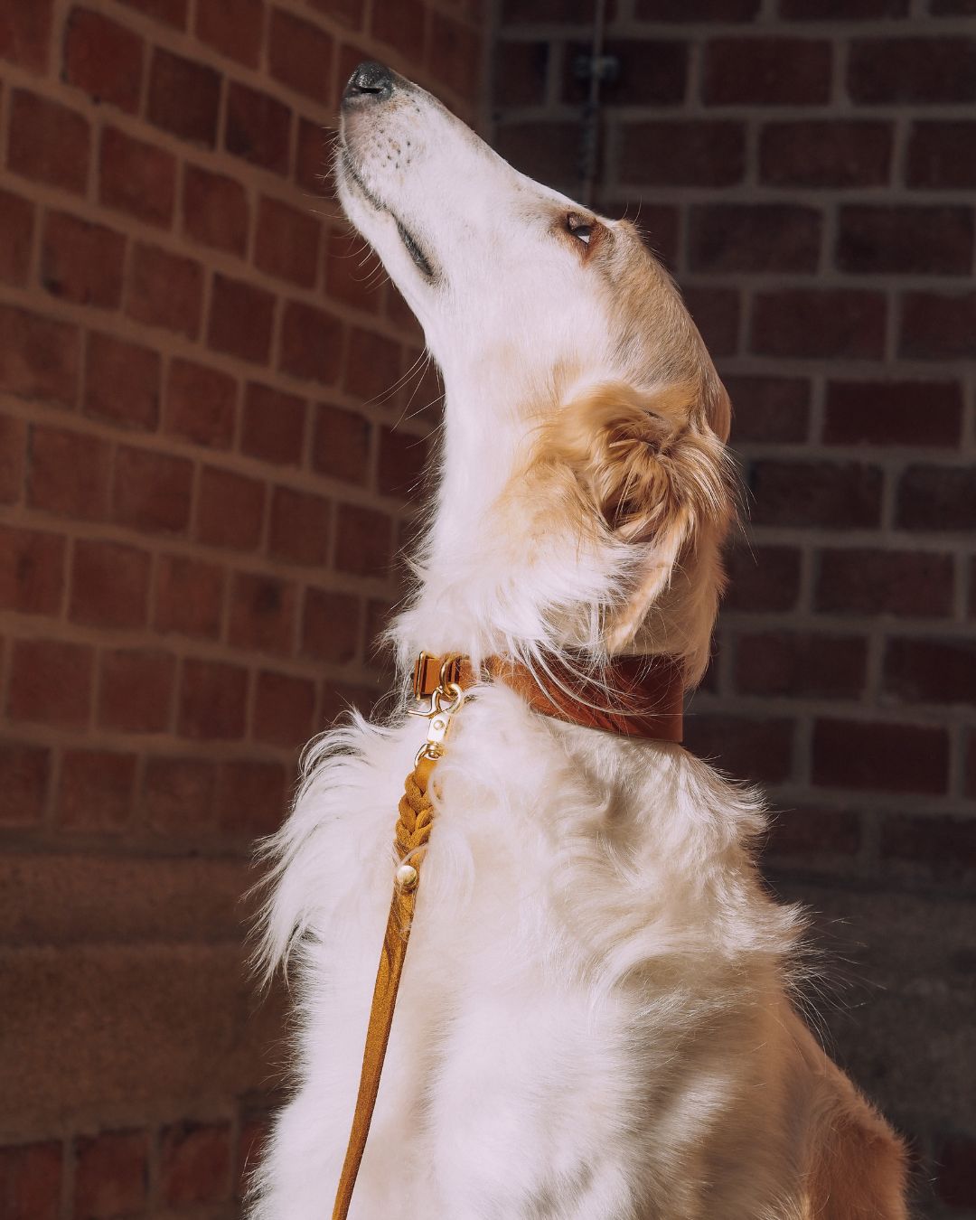 Windhundhalsband aus Fettleder (5 cm breit)