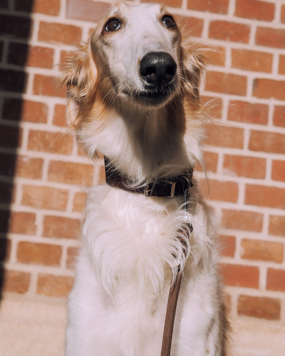 Set | Windhundhalsband (5 cm breit) & Leine aus Fettleder