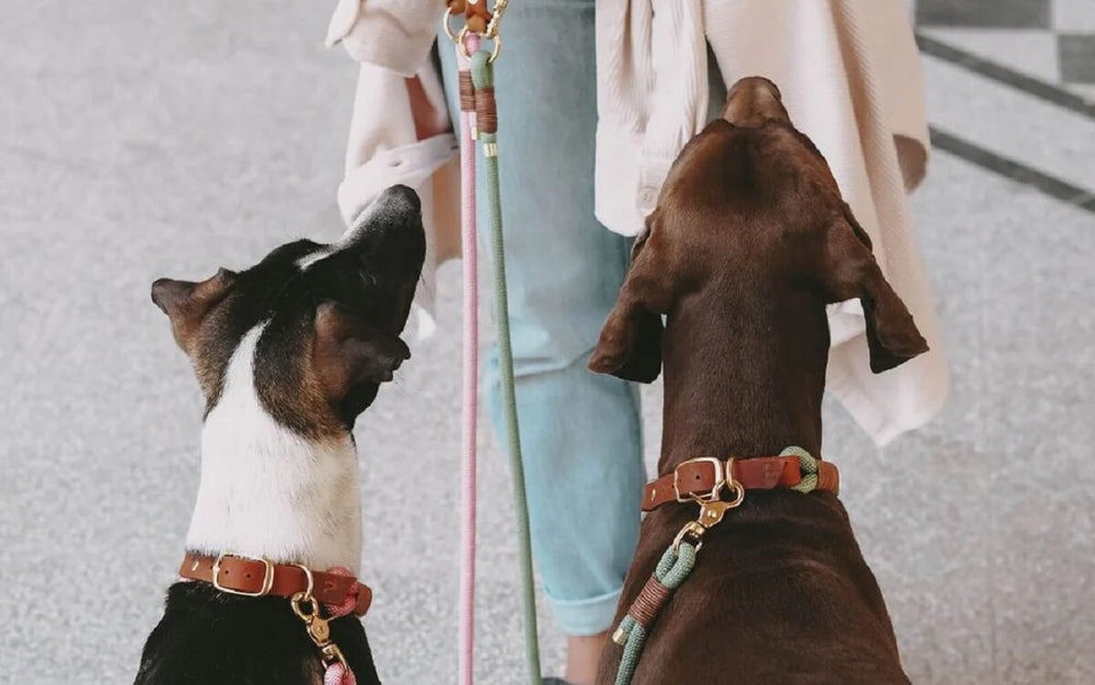 Halsband oder Brustgeschirr beim Hund