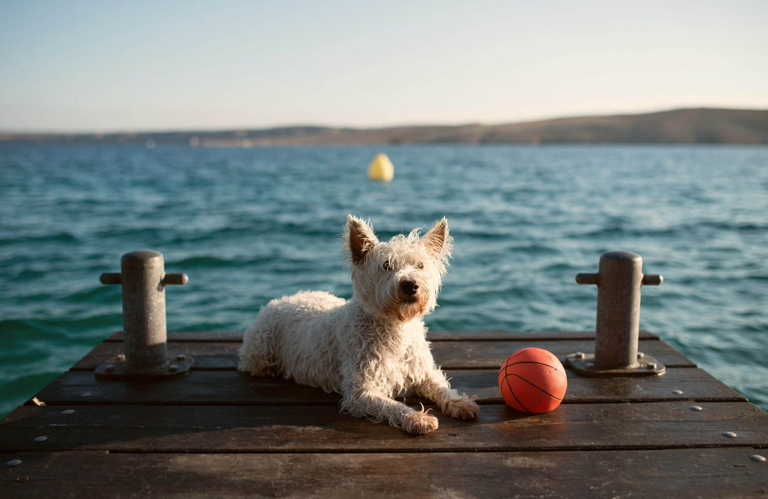 Urlaub mit Junghund Teil 2: Erfahrungsbericht