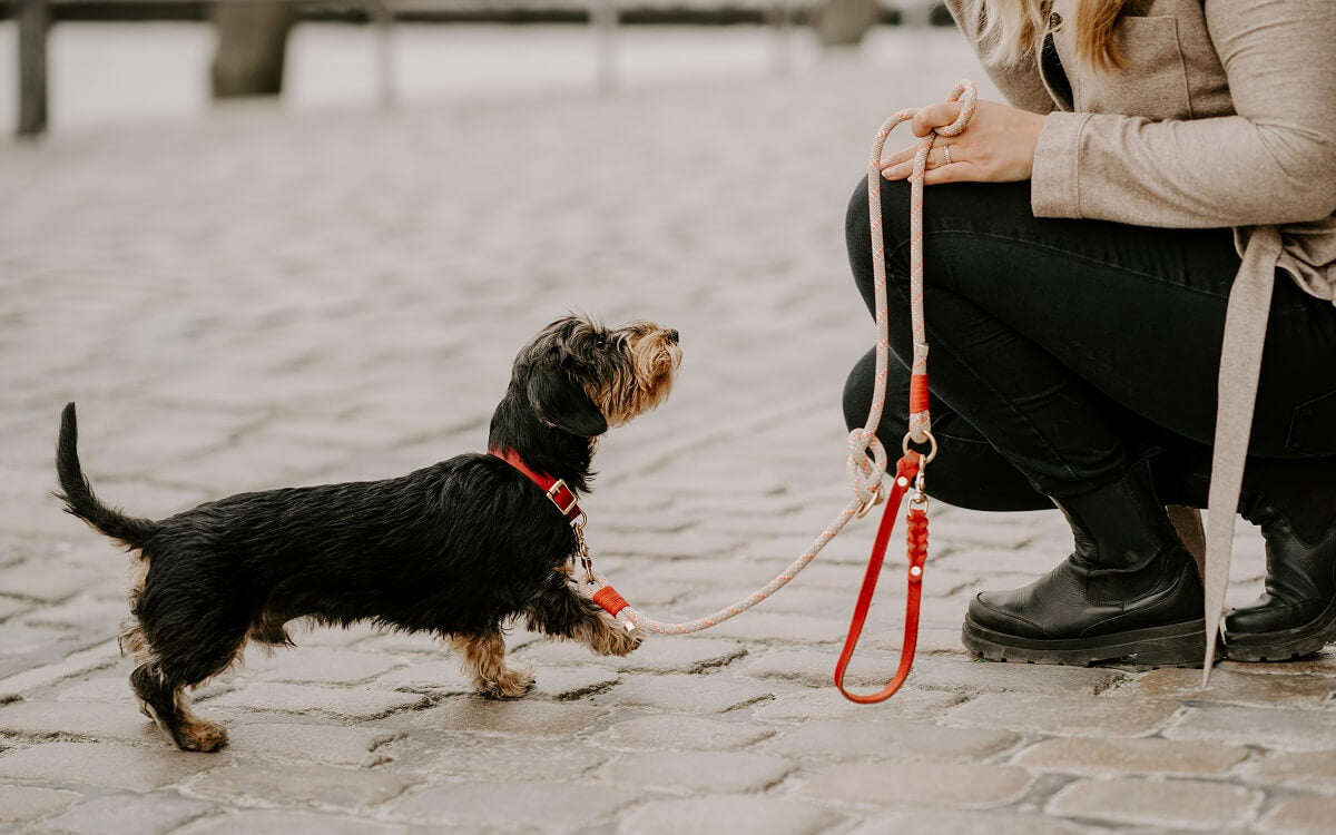 Welche Leine eignet sich für Welpen? | Pawsome