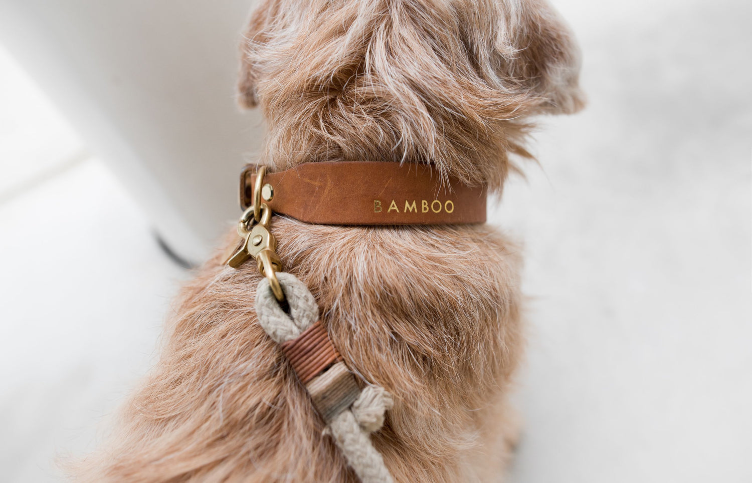 Das perfekte Halsband für deinen Hund: Unser Ratgeber