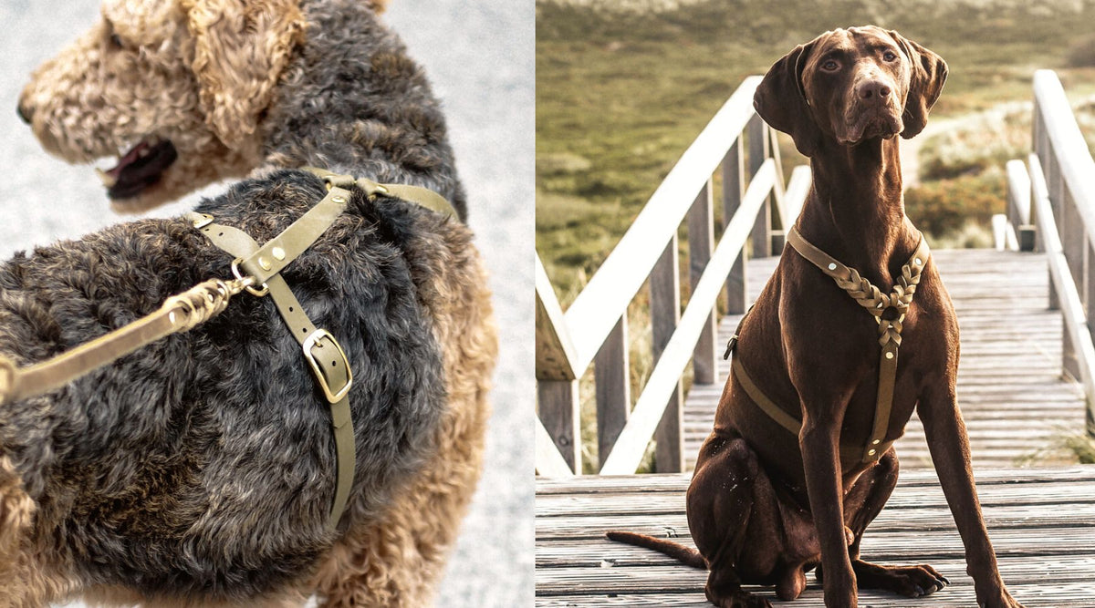 Hundegeschirr Bjarki aus Fettleder nach Maß – Pawsome Hundezubehör