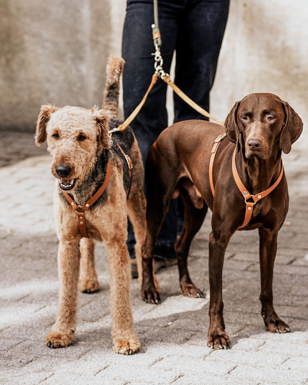 Verbindungsteil aus Leder für 2 Hunde an einer Leine (1 Stück)