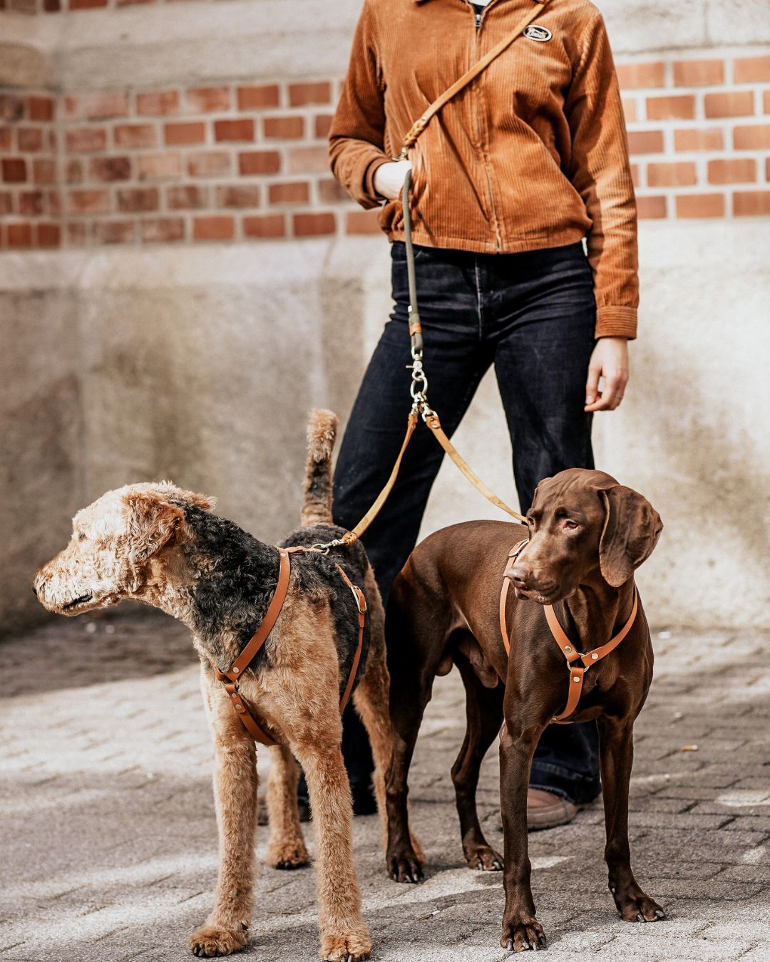 Verbindungsteil aus Leder für 2 Hunde an einer Leine (1 Stück)