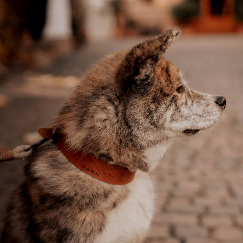 Hundehalsband aus Fettleder, extra geschmeidig und anschmiegsam. Durch die Körperwärme deines Hundes wird das Elder noch weiter. Aus einem Stück geschnitten und daher extra robust und langlebig. Die Tauleine ist aus nacchlatigem, recyceltem Kletterseil und 2-fach verstellbar und mit einer angenehmen Fettledehalndschlaufe. Handgefertigt und individuell auf deinen Hund in Wien von Pawsome Hundezubehör gefertigt