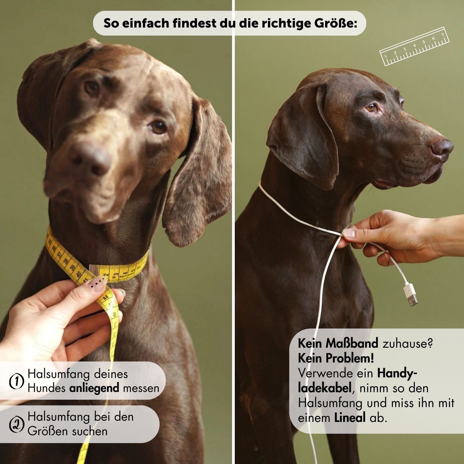 BIRTHDAY Aktion | Lederhalsband & Tauleine 'Baya' + GRATIS Hundemarke