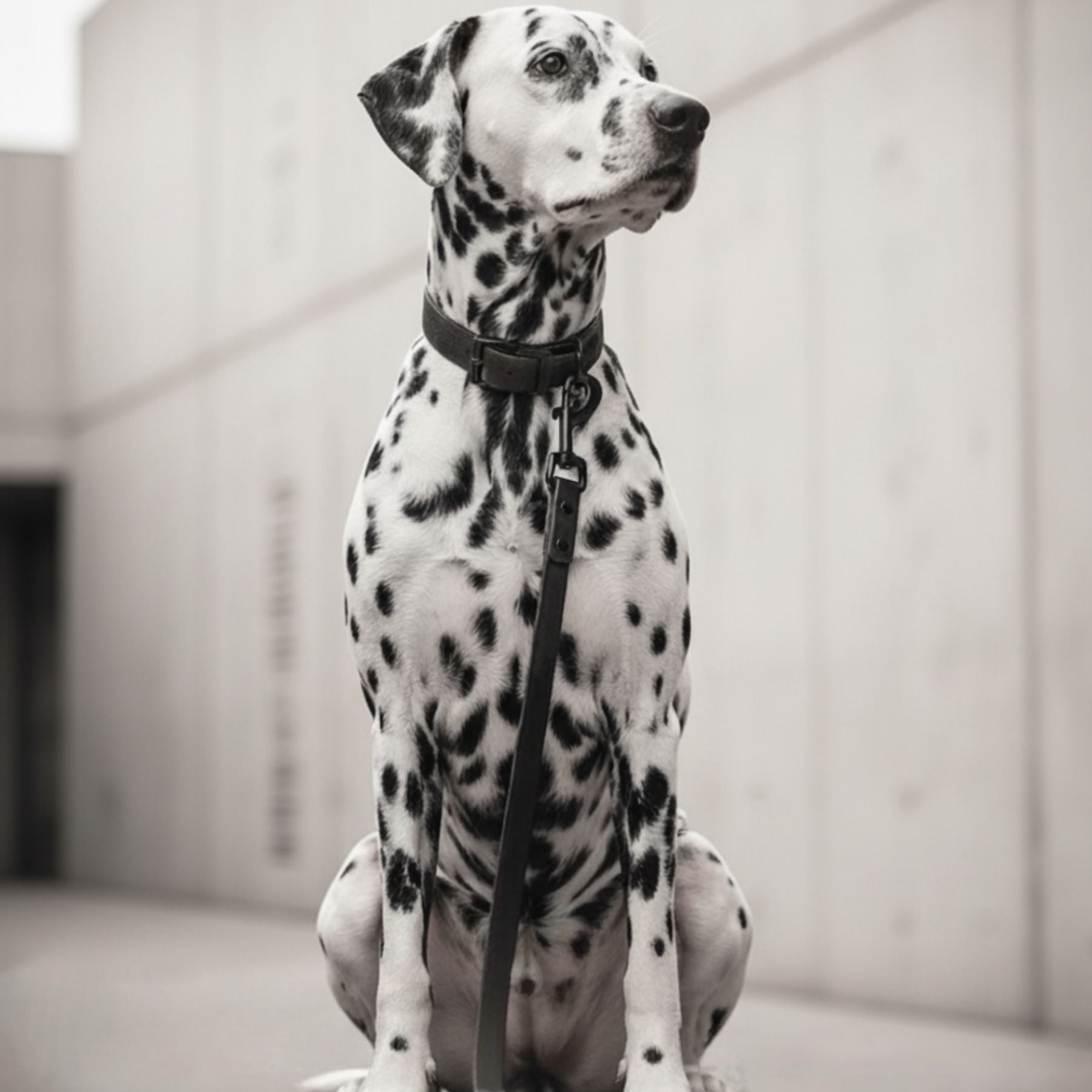 Biothane® Halsband 'All Black'