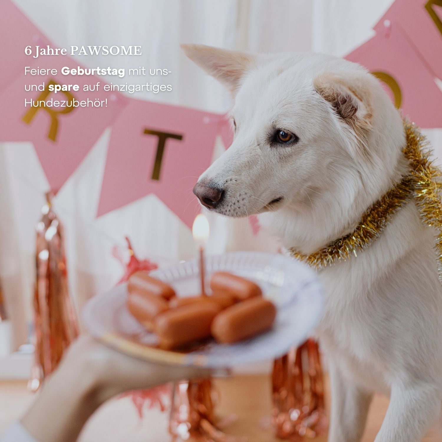 BIRTHDAY Aktion | Lederhalsband & Tauleine 'Olive Grove' + GRATIS Hundemarke