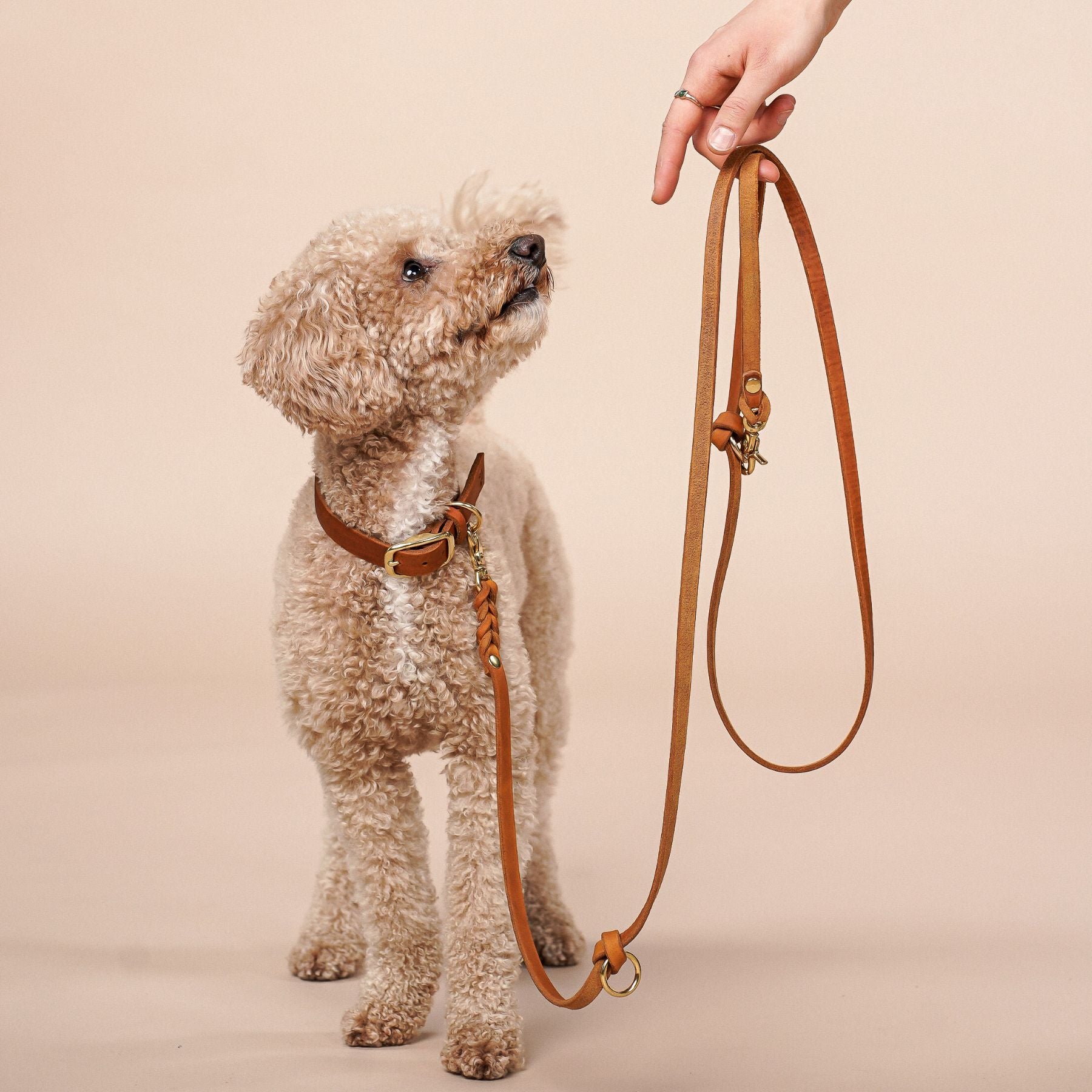 Leather Walk Bundle | Lederhalsband + Lederleine + Hundemarke