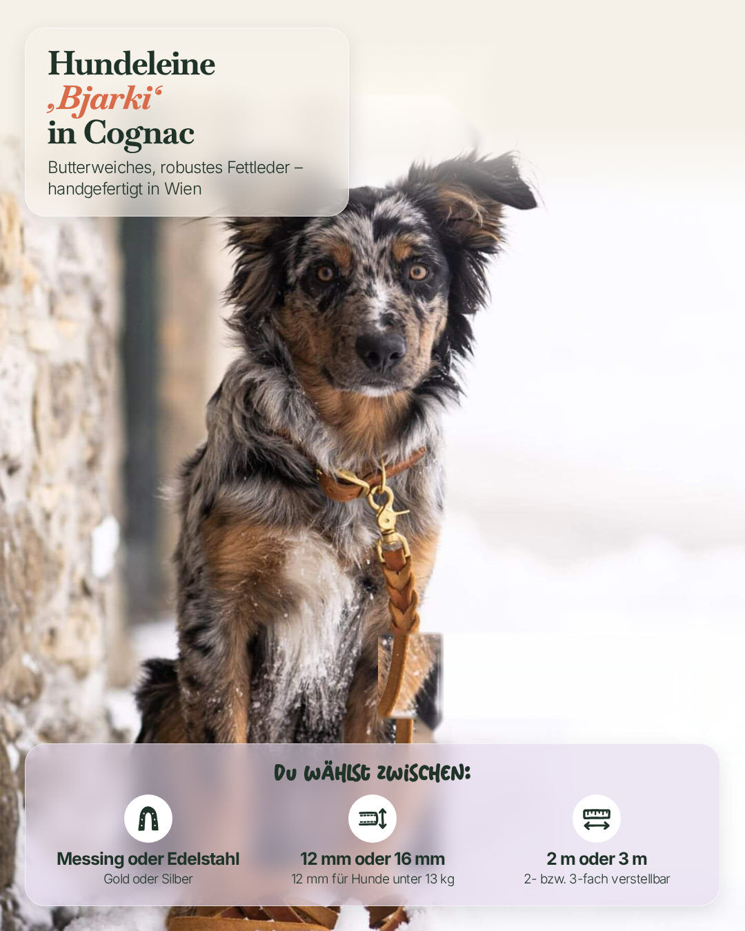 Hund mit der Hundeleine Bjarki in Cognac – wählbar in Messing oder Edelstahl, 12 oder 16 mm, 2 oder 3 m