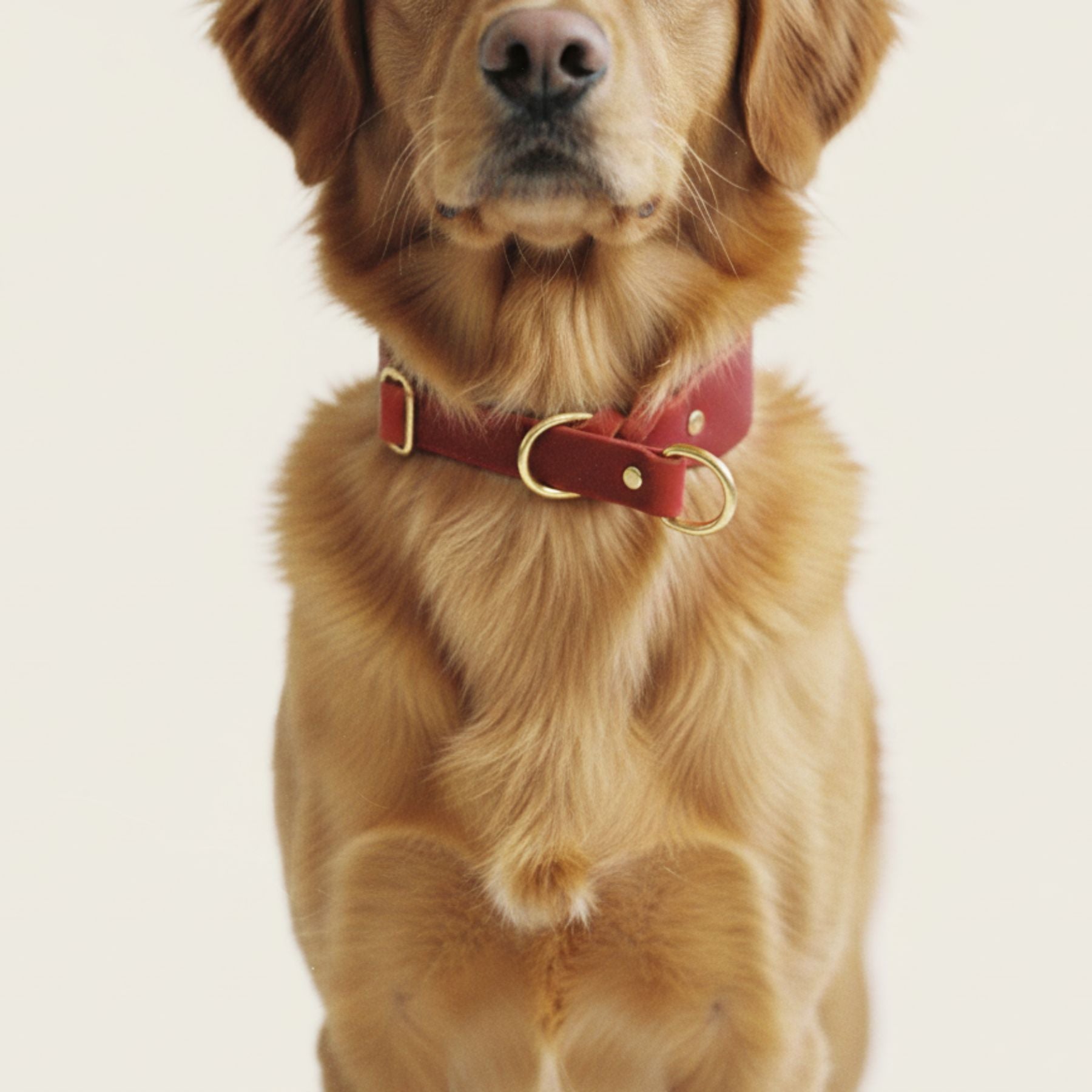 Zugstopp-Halsband aus Fettleder 'Chili'